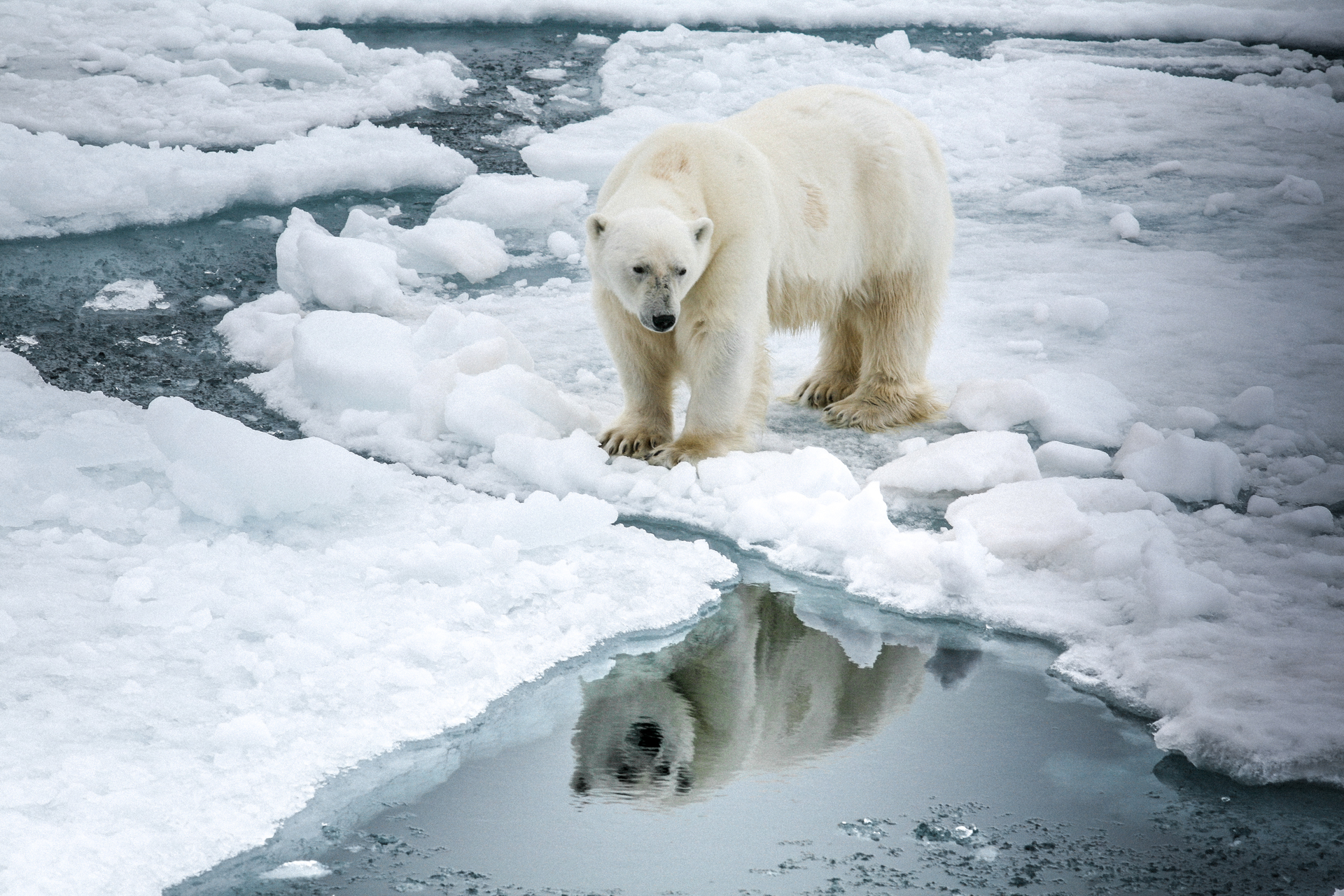 Polarbär.jpg
