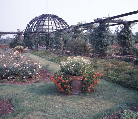 StadtA-DA-Best.-53_Rosarium-1986.jpg