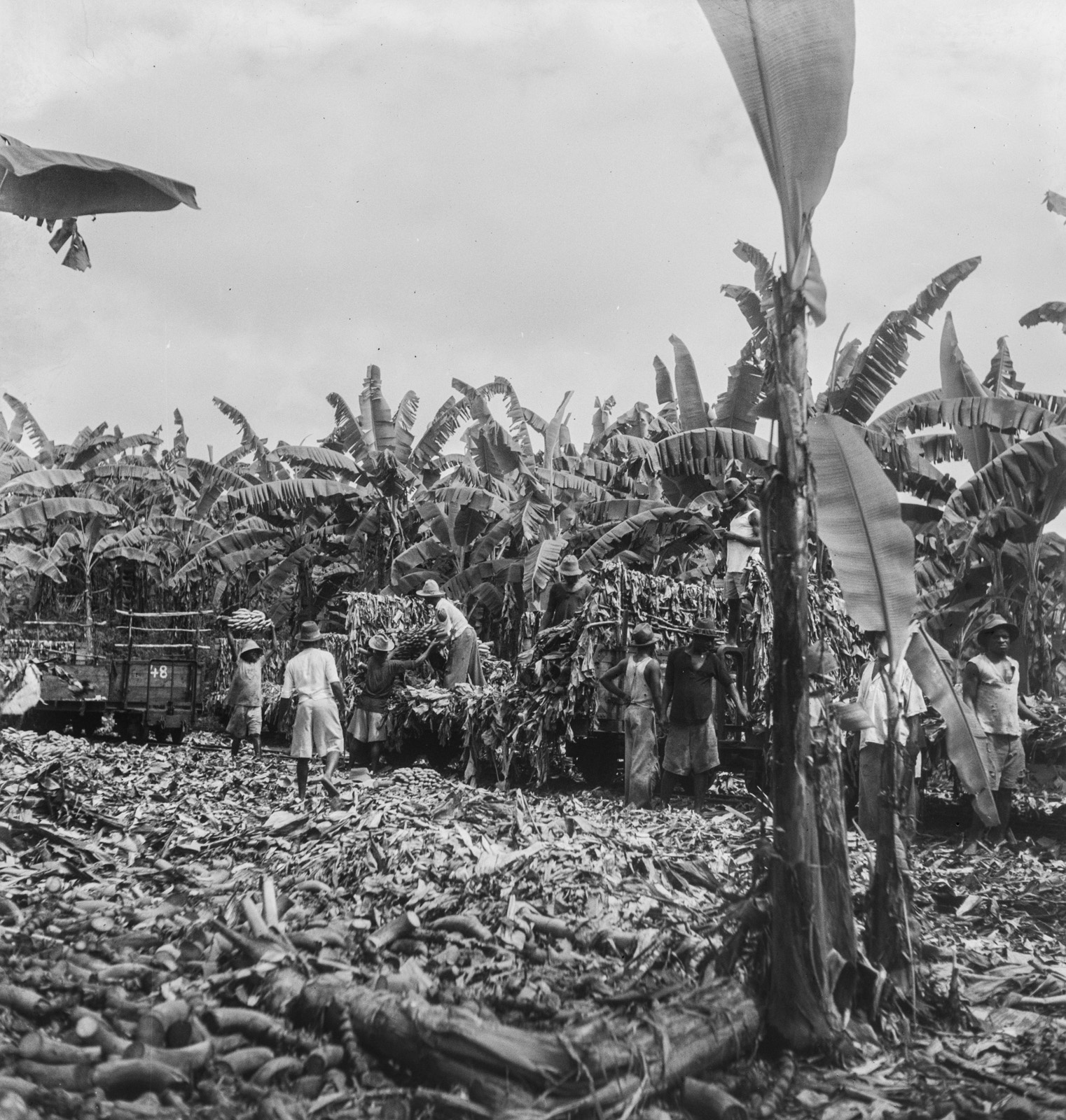 Bananenplantage Kamerun Karl Heinrich Dietzel Fotothek.jpg