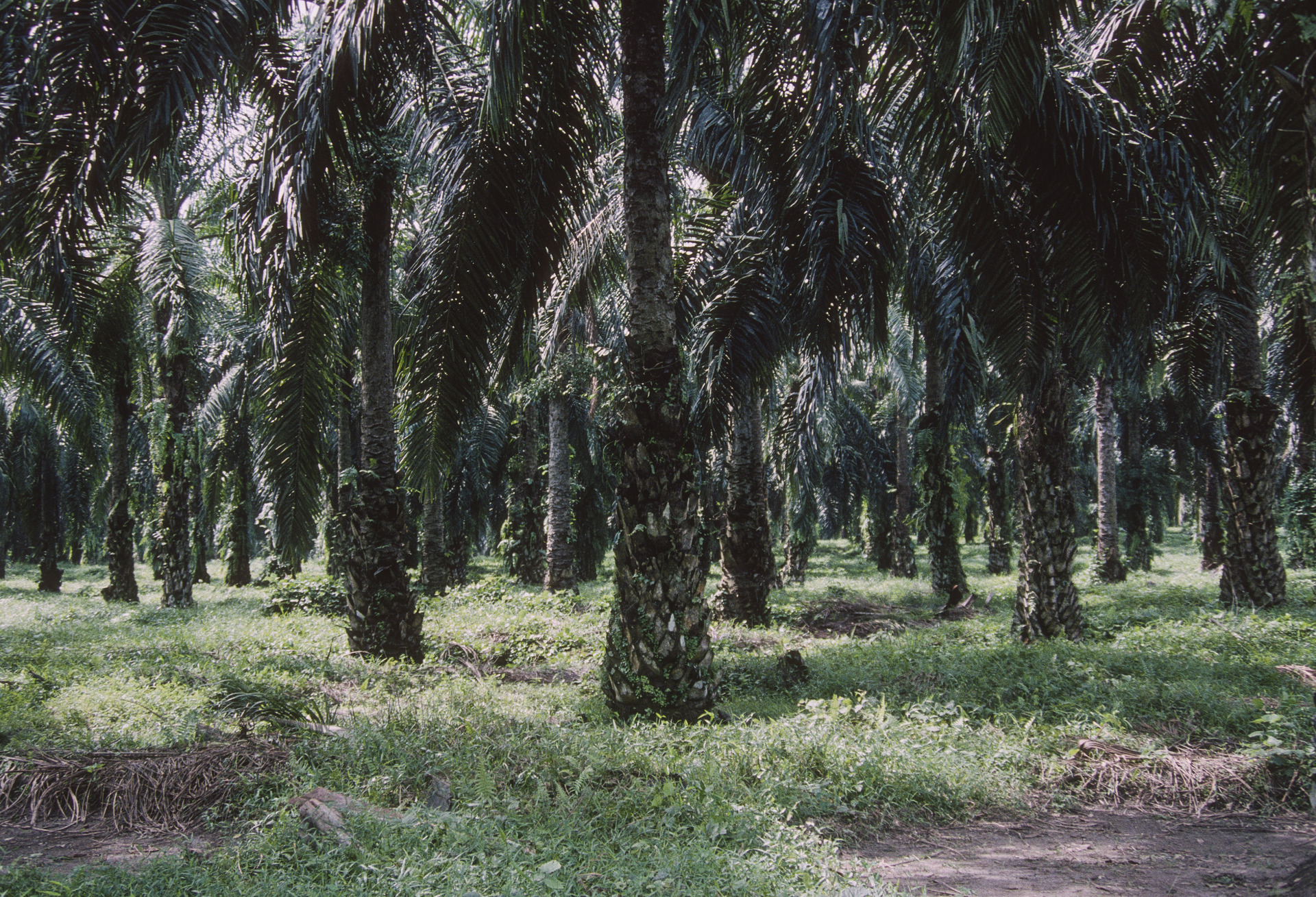 Palmölplantagen, Sumatra 9-1989.jpg