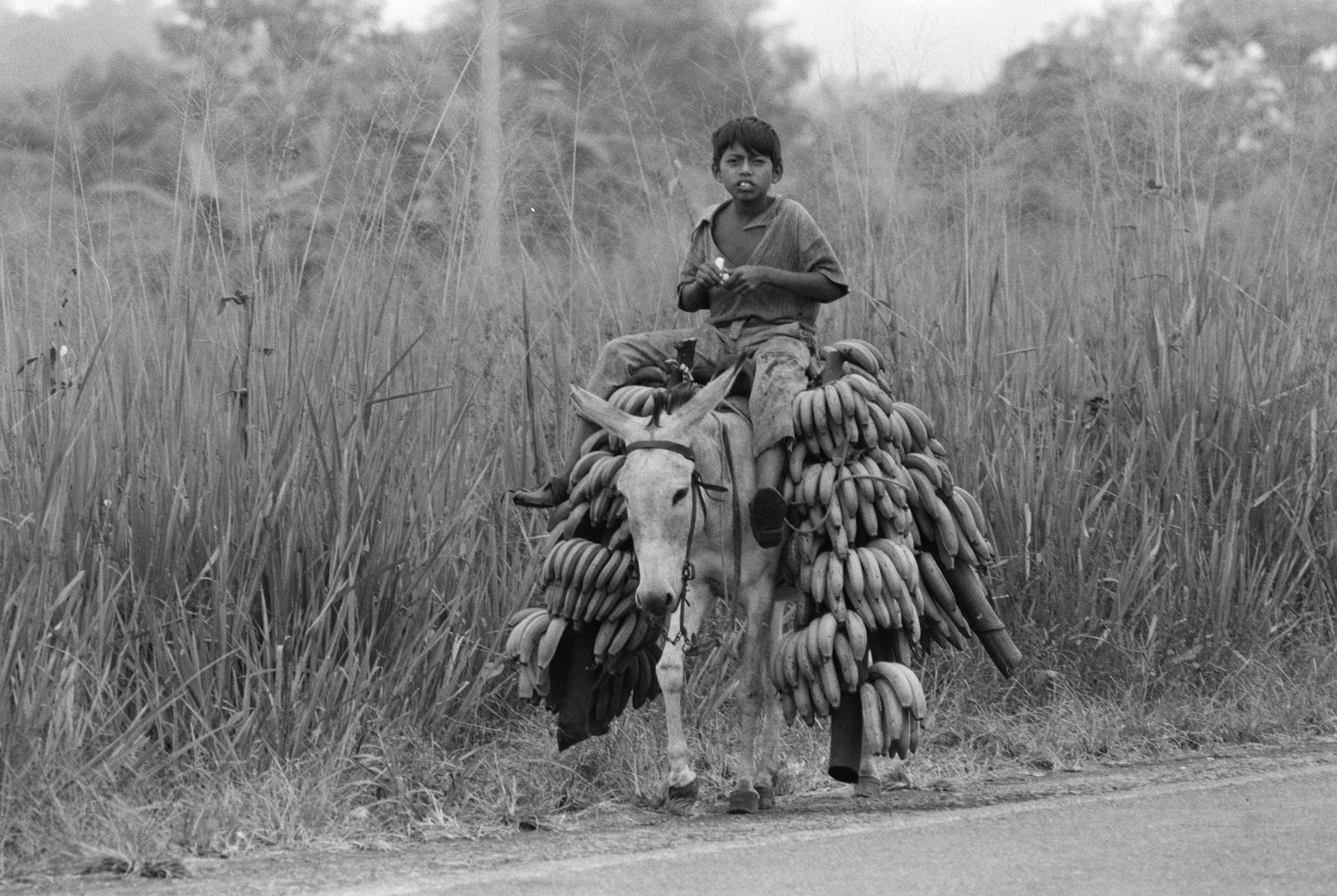 Bananen Ecuador Esel ETH.jpg