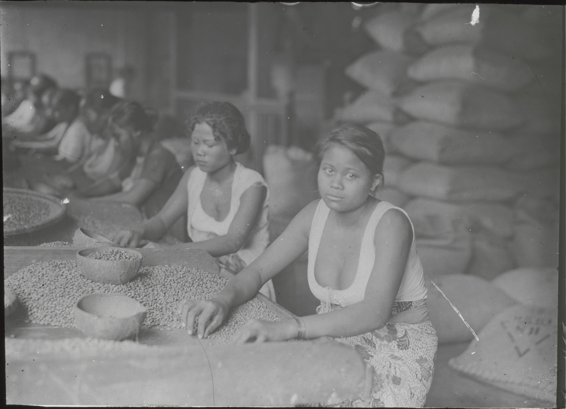 Kaffee, Verarbeitung, Auslesen Sumatra 1926-32.jpg