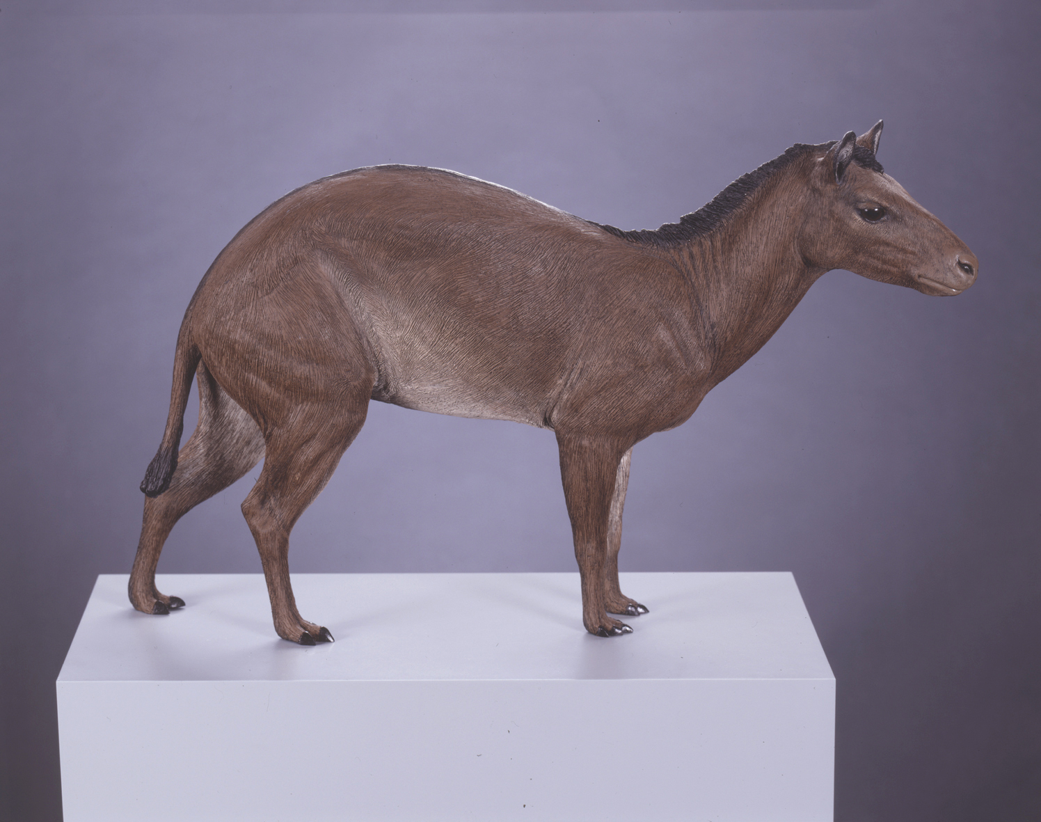 Nr. 5_Hyracotherium vor ca. 55 Mill. Jahren.jpg