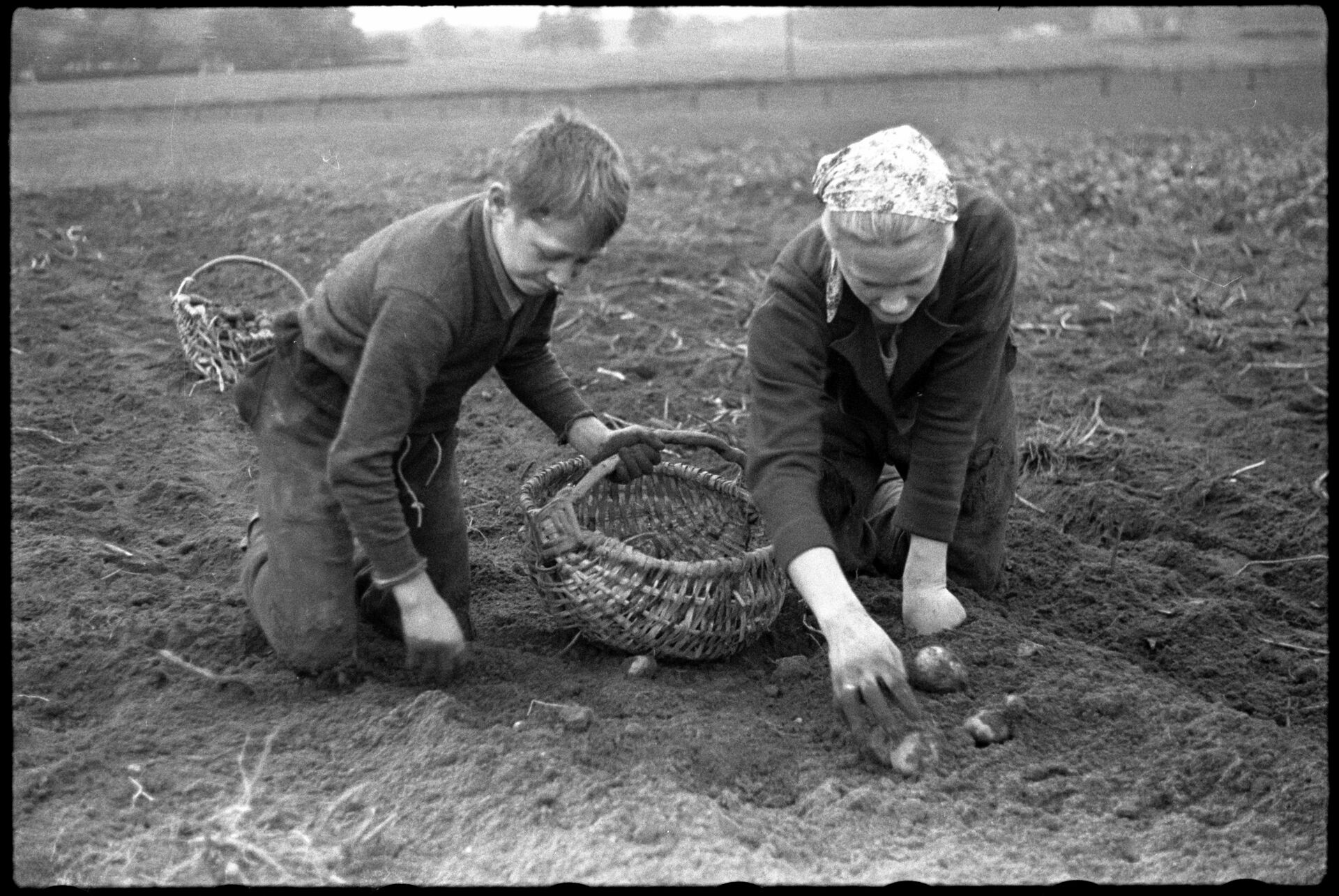 Landwirtschaft_KarrtoffelernteKrieg-C 01 20-83-001.jpg