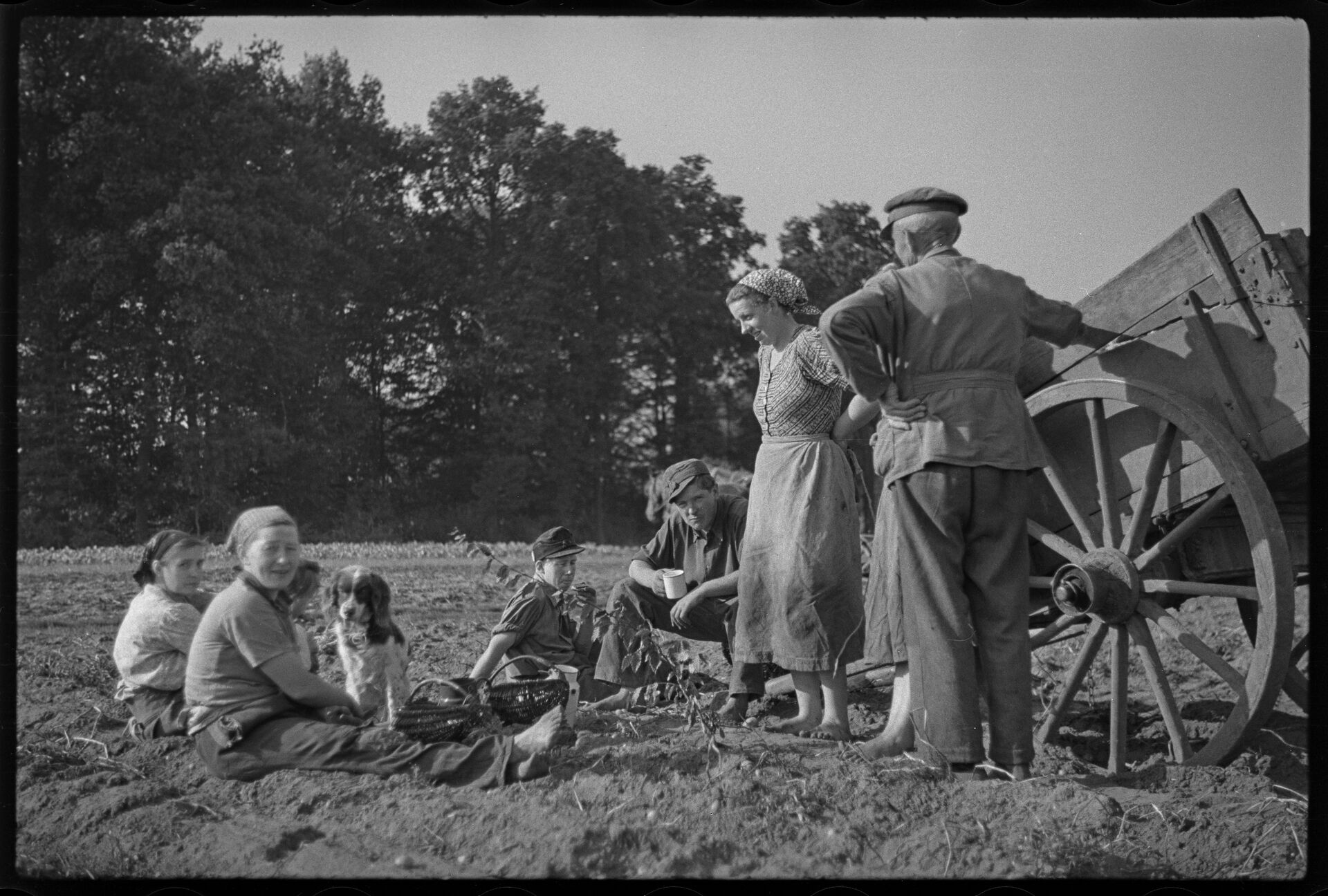 Landwirtschaft_Kartoffelernte1949-C 01 20-322-026.jpg