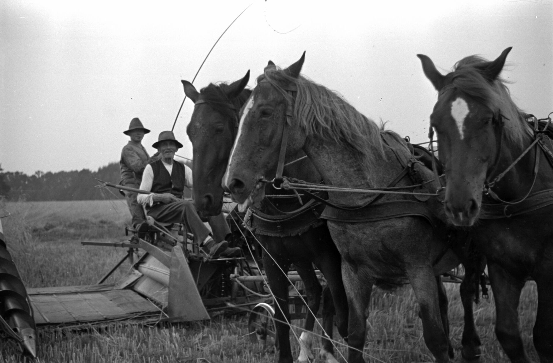 Landwirtschaft_GetreideernteoJ-C 01 20-78-033.jpg