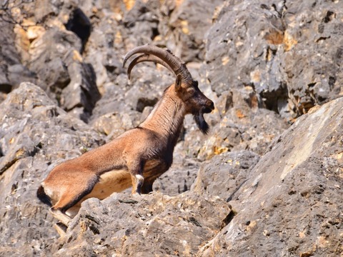 4.6 Wild Animals_Gultekin.jpg