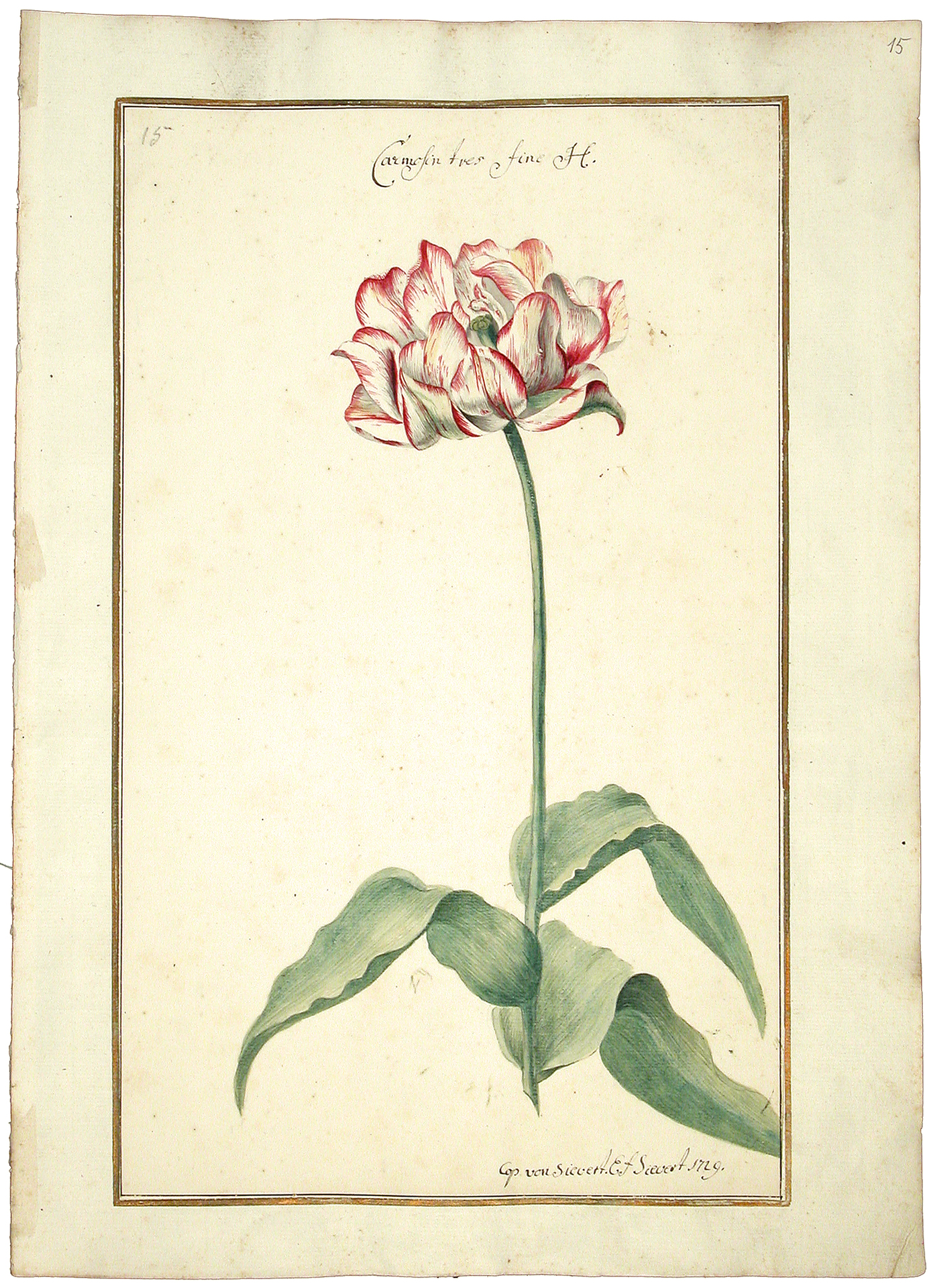 Karlsruher Tulpenbuch, um 1730