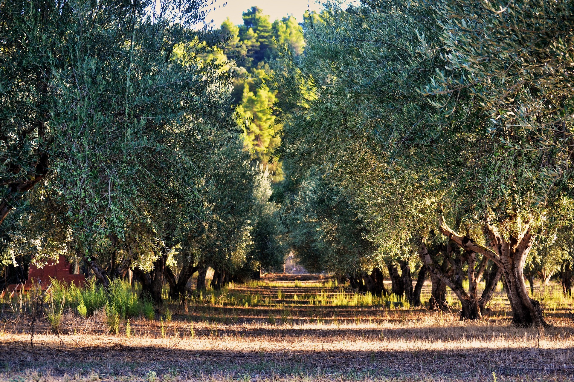 olive-tree-1474782_1920.jpg