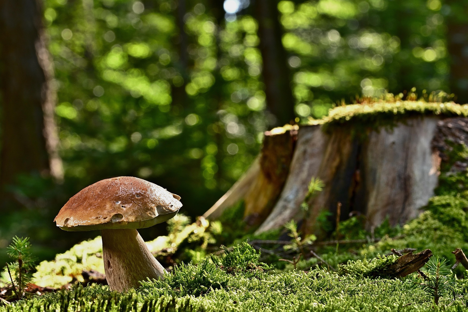 mushroom-6611032_1920.jpg mushroom-6611032_1920.jpg
