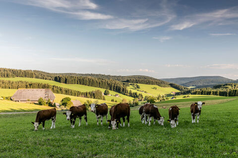 Jostalstraße nach Schweizerhof Waldau.jpg
