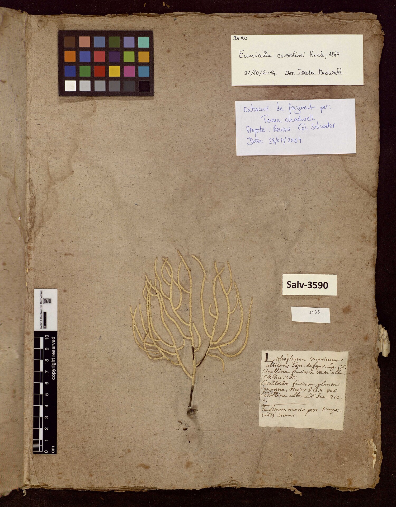 Corals preserved as herbarium sheet in the Collection of the Museu de Ciències Naturals de Barcelona, Salvador Collection. Corals preserved as herbarium sheet in the Collection of the Museu de Ciències Naturals de Barcelona, Salvador Collection.