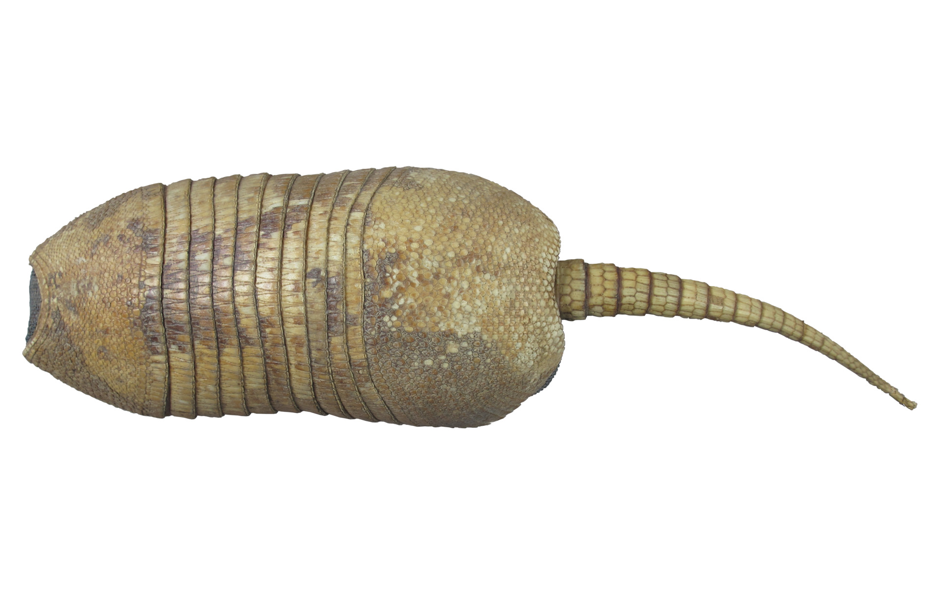 6_Armadillo_Salv2.png 6_Armadillo_Salv2.png
