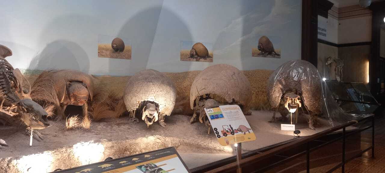 Skeletons of Glypotodontidae, a Subfamily of Extinct Mammals from South America, in the Museo de La Plata. Skeletons of Glypotodontidae, a Subfamily of Extinct Mammals from South America, in the Museo de La Plata.