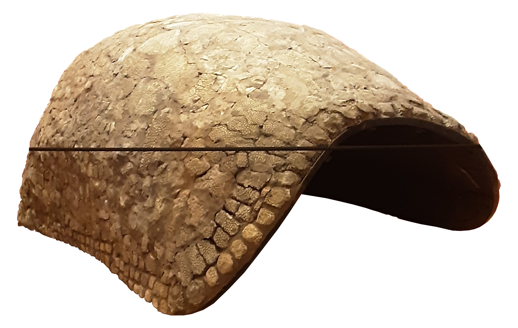 Shell of Glyptodon in the Museo Regionale Di Scienze Naturali, Turin. Shell of Glyptodon in the Museo Regionale Di Scienze Naturali, Turin.