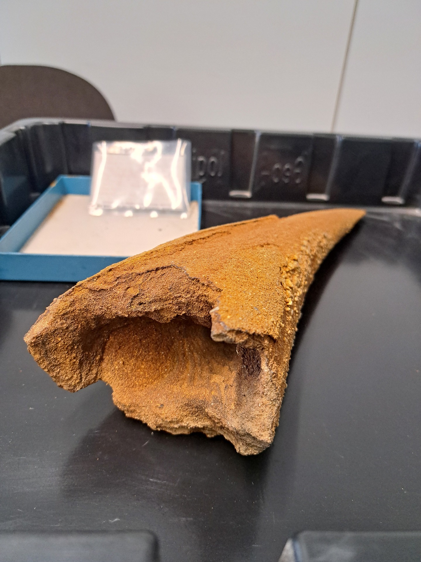 Fragment of a mammoth tusk. Fragment of a mammoth tusk.