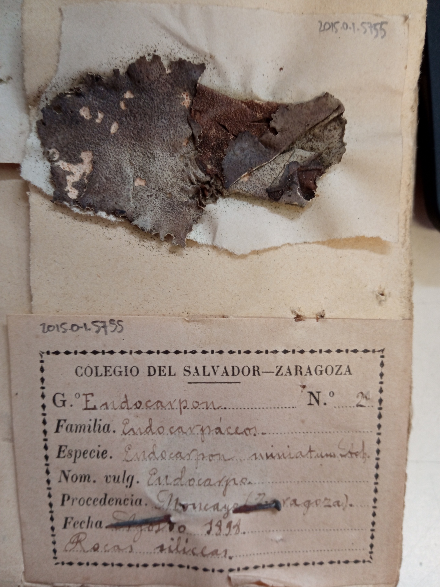 <Endocarpon>-specimen No. 2 in the Collection of the Museu de Ciències Naturals de Barcelona <Endocarpon>-specimen No. 2 in the Collection of the Museu de Ciències Naturals de Barcelona