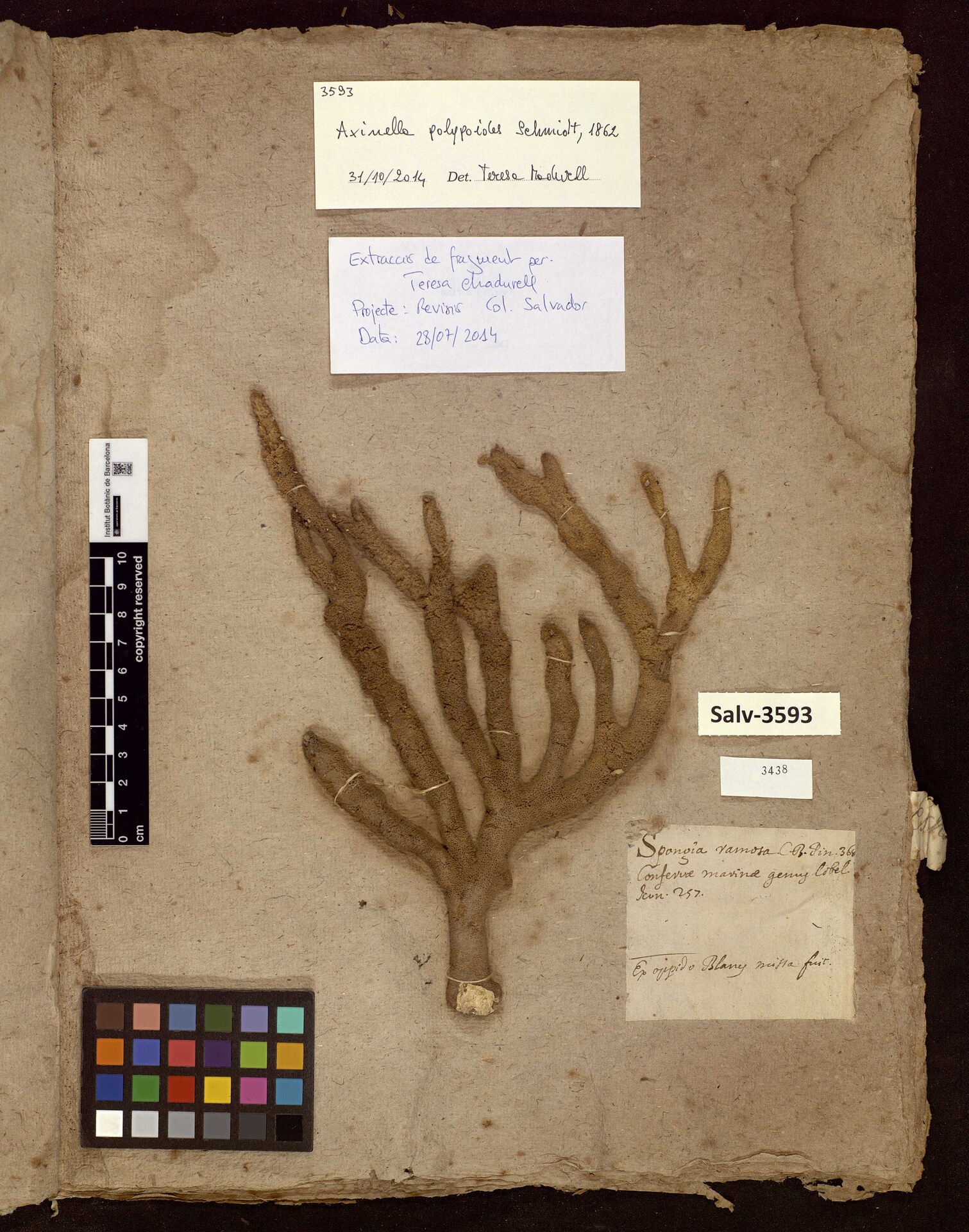 Corals preserved as herbarium sheet in the Collection of the Museu de Ciències Naturals de Barcelona, Salvador Collection. Corals preserved as herbarium sheet in the Collection of the Museu de Ciències Naturals de Barcelona, Salvador Collection.