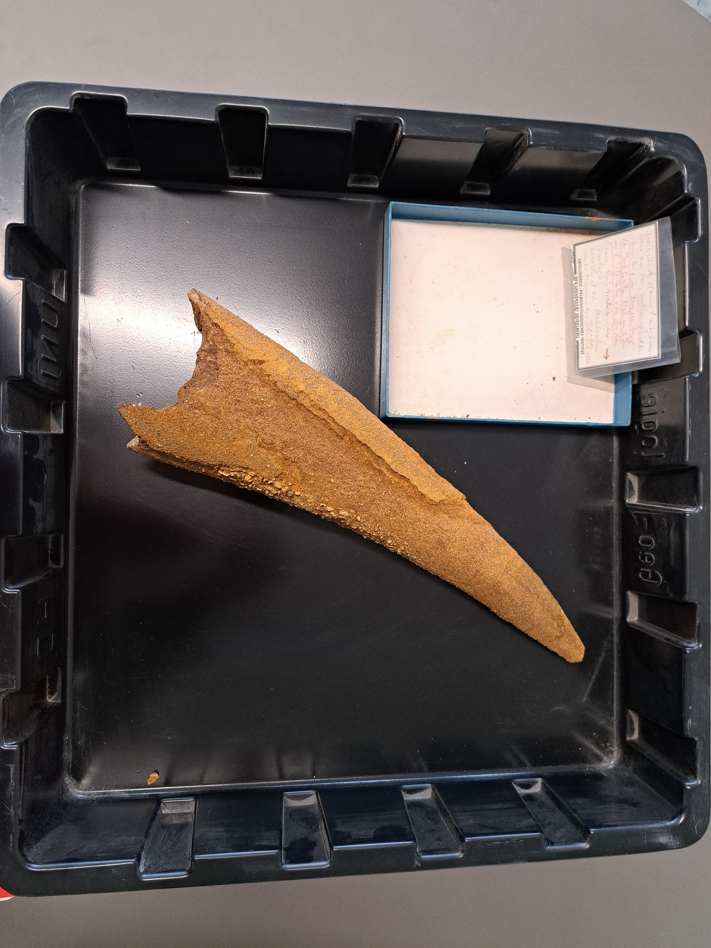 Fragment of a mammoth tusk. Fragment of a mammoth tusk.