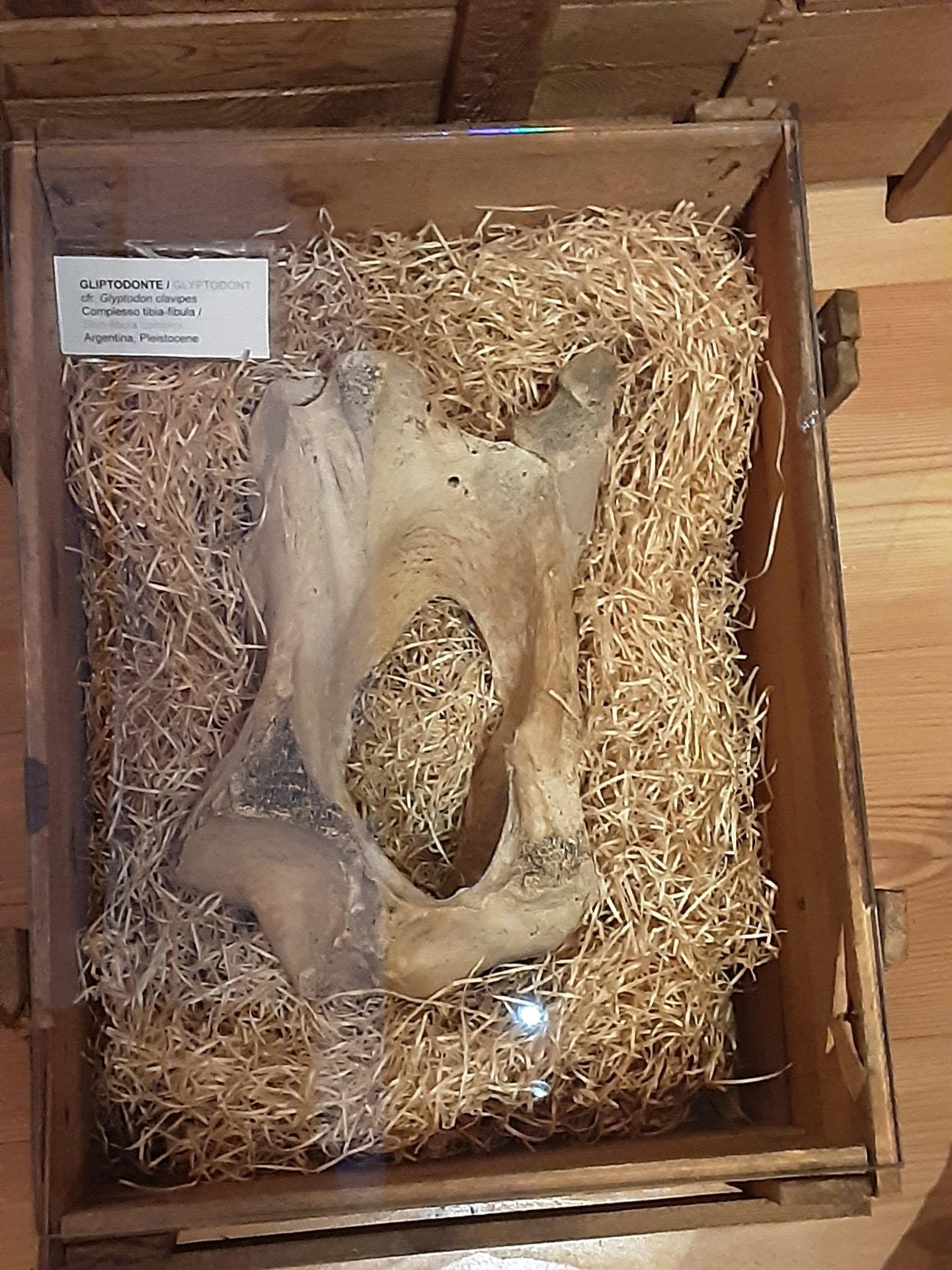Ubia fibula complex of the Glyptodon in the Museo Regionale Di Scienze Naturali, Turin. Ubia fibula complex of the Glyptodon in the Museo Regionale Di Scienze Naturali, Turin.