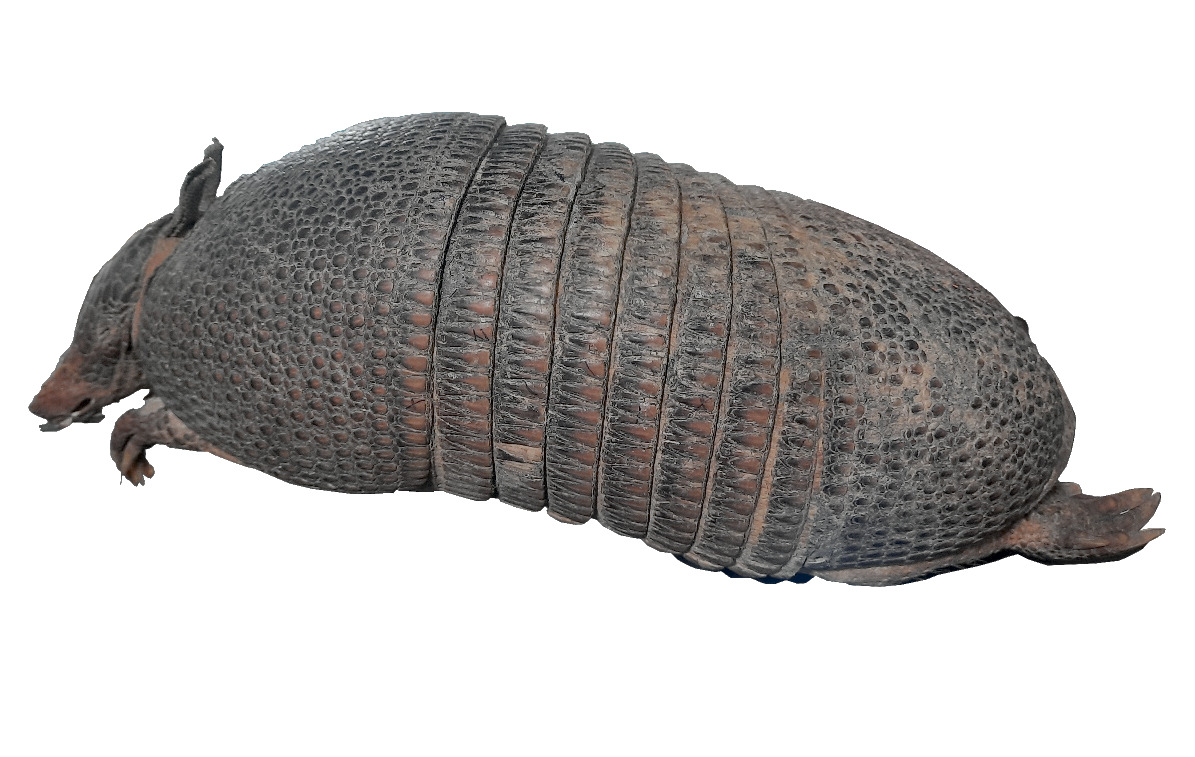 5_Armadillo_LP2.png 5_Armadillo_LP2.png