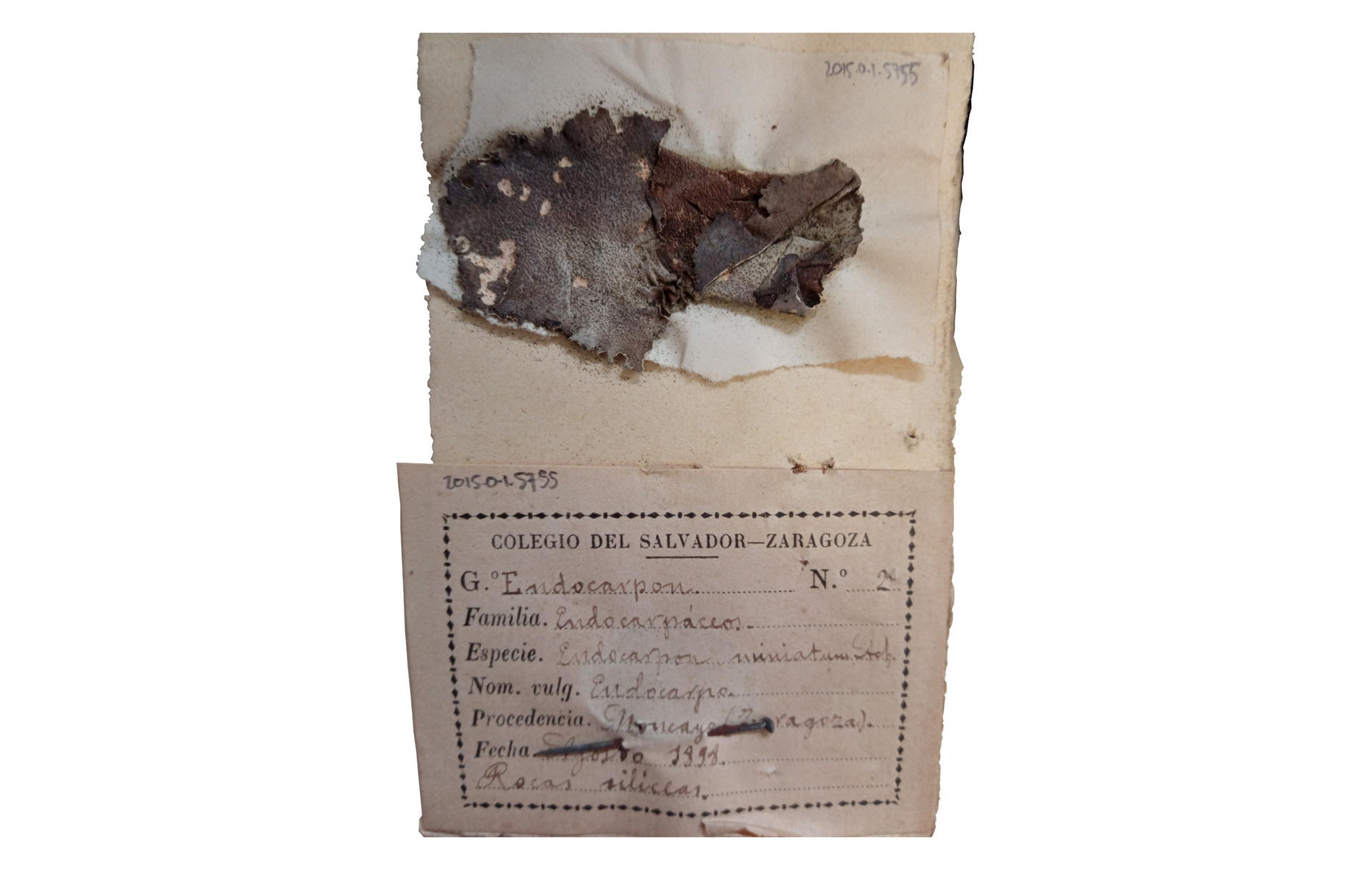 <Endocarpon>-specimen No. 2 in the Collection of the Museu de Ciències Naturals de Barcelona <Endocarpon>-specimen No. 2 in the Collection of the Museu de Ciències Naturals de Barcelona