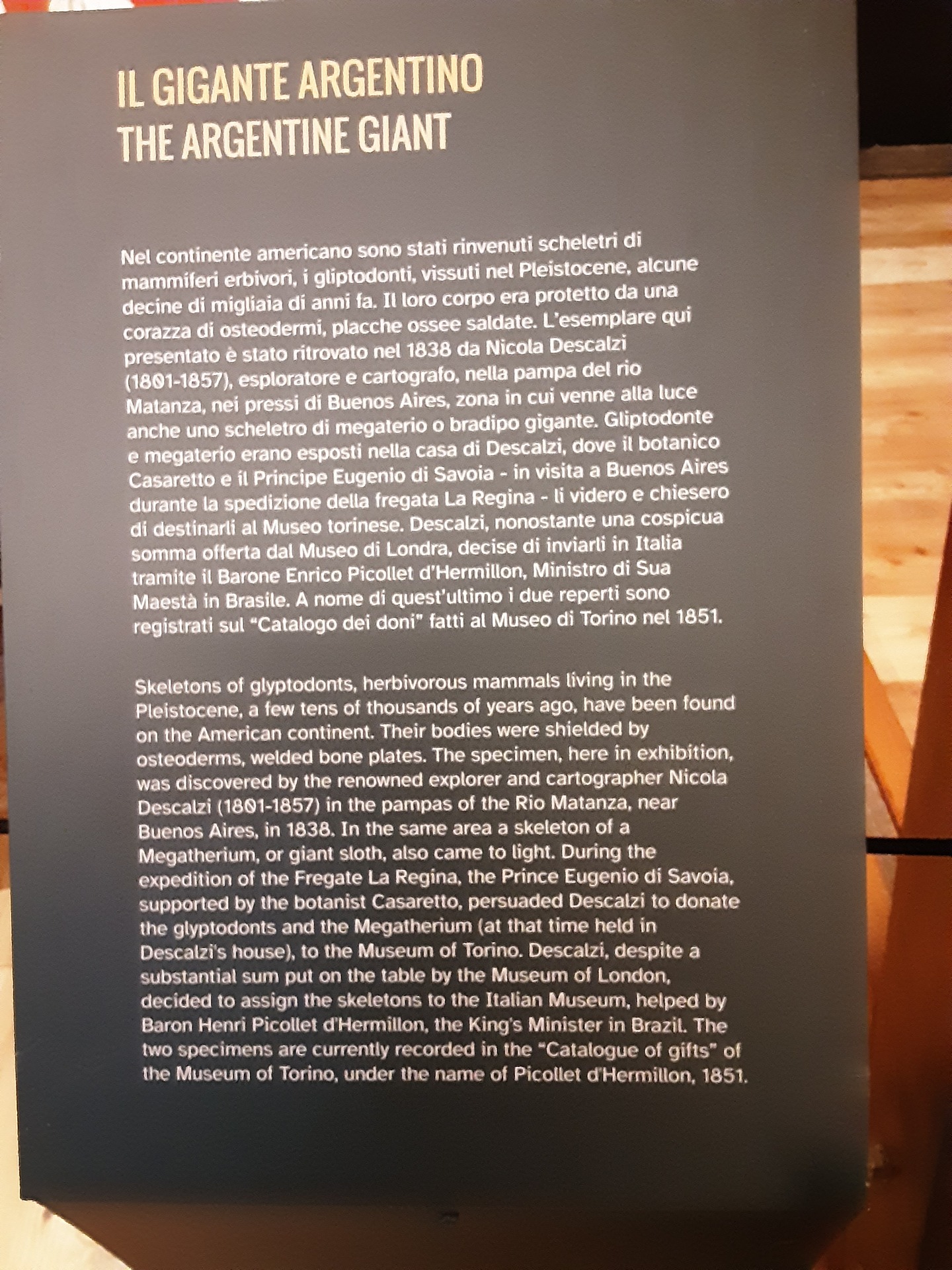 Exhibition text for the Glyptodon in the Museo Regionale Di Scienze Naturali, Turin. Exhibition text for the Glyptodon in the Museo Regionale Di Scienze Naturali, Turin.