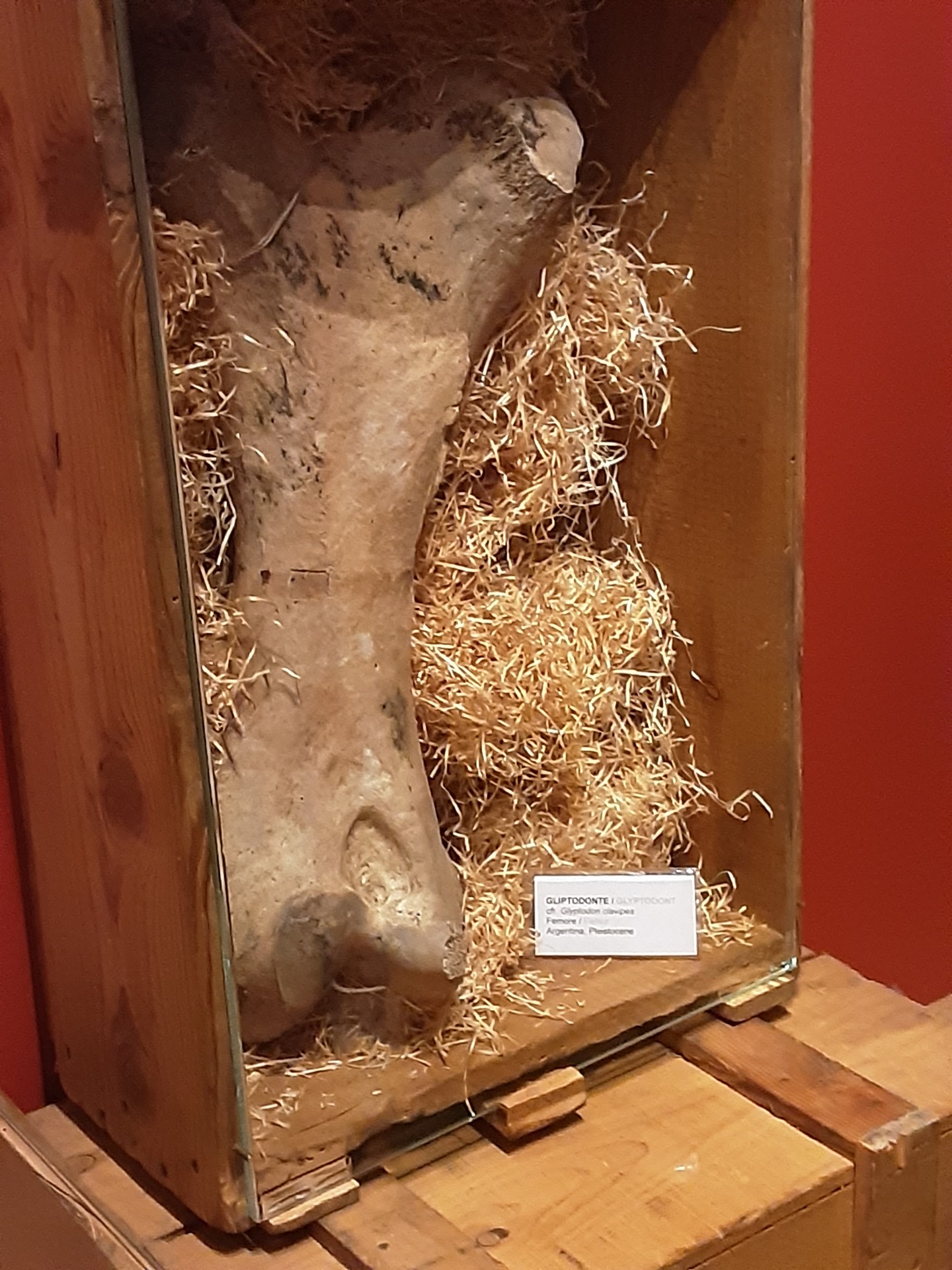 Femore of the Glyptodon in the Museo Regionale Di Scienze Naturali, Turin. Femore of the Glyptodon in the Museo Regionale Di Scienze Naturali, Turin.