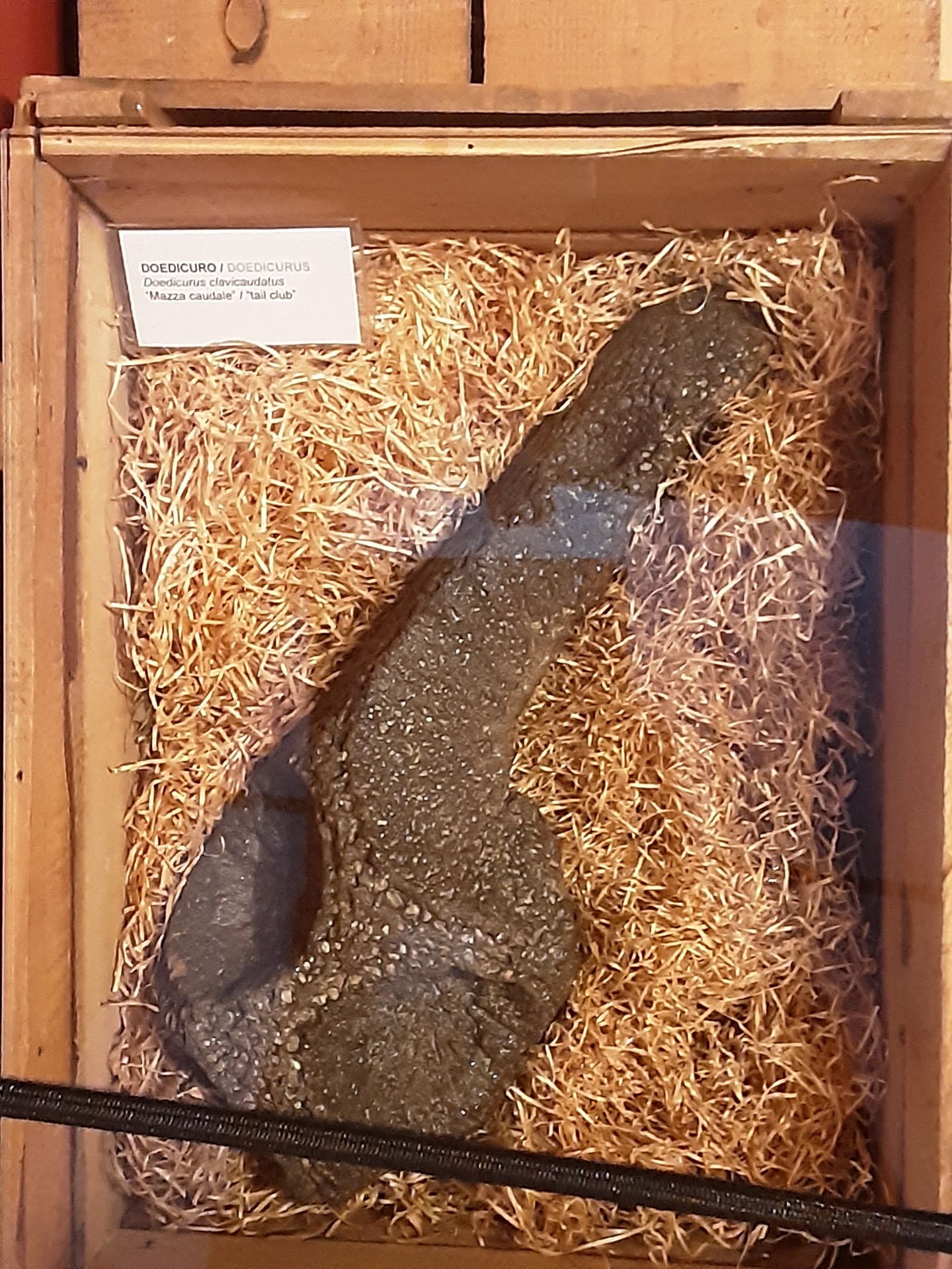 <Doedicurus clavicaudalus> of the Glyptodon in the Museo Regionale Di Scienze Naturali, Turin. <Doedicurus clavicaudalus> of the Glyptodon in the Museo Regionale Di Scienze Naturali, Turin.