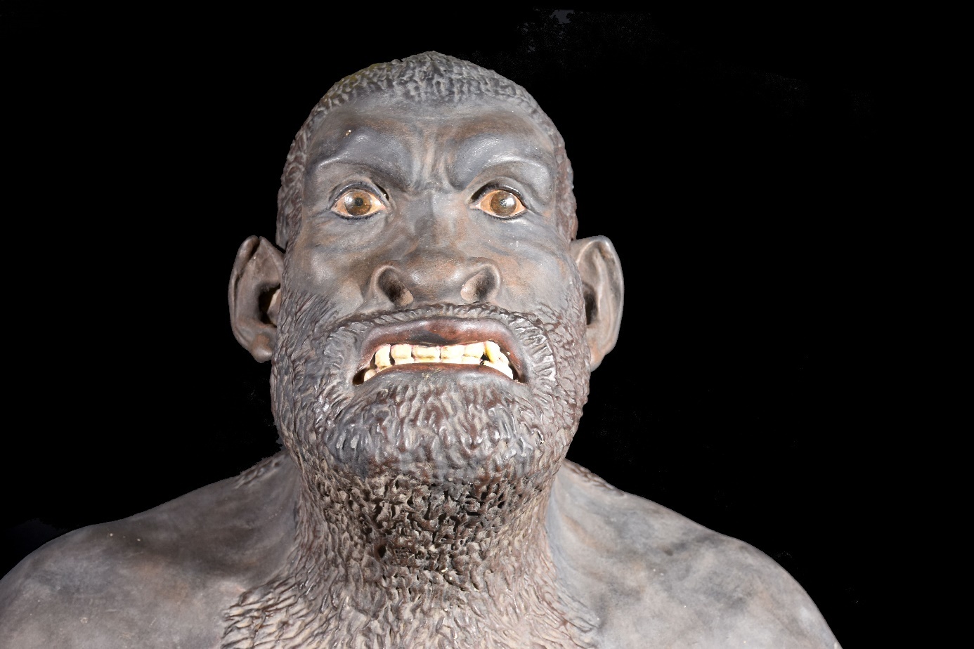 Bust of the Neanderthal Man Bust of the Neanderthal Man