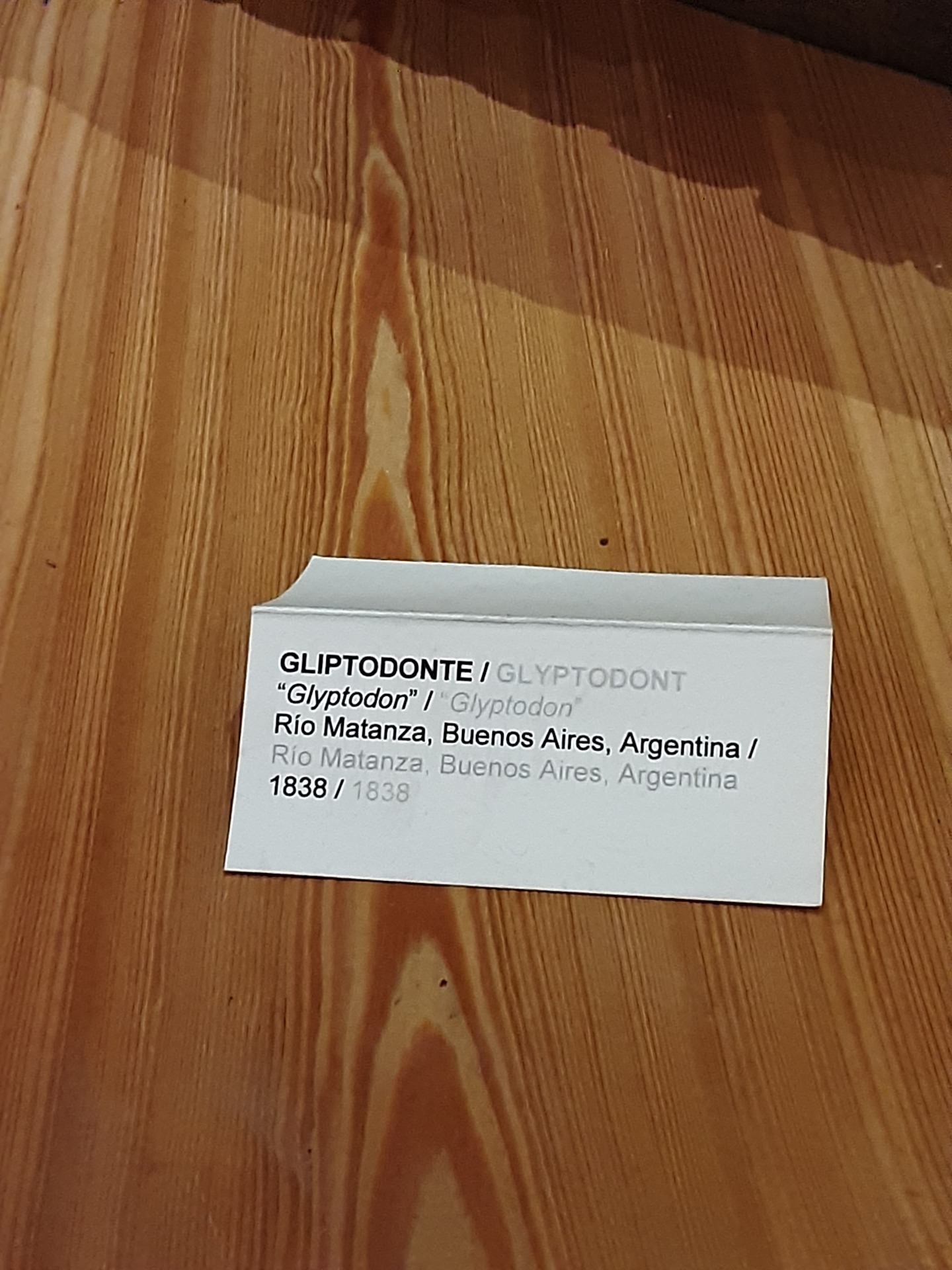 Museum label of the Glyptodon in the Museo Regionale Di Scienze Naturali, Turin. Museum label of the Glyptodon in the Museo Regionale Di Scienze Naturali, Turin.