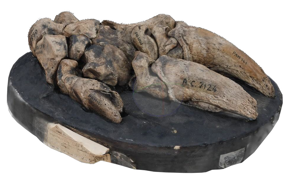 Digital reconstruction of the forelimb of <Glossotherium robustum>. Digital reconstruction of the forelimb of <Glossotherium robustum>.