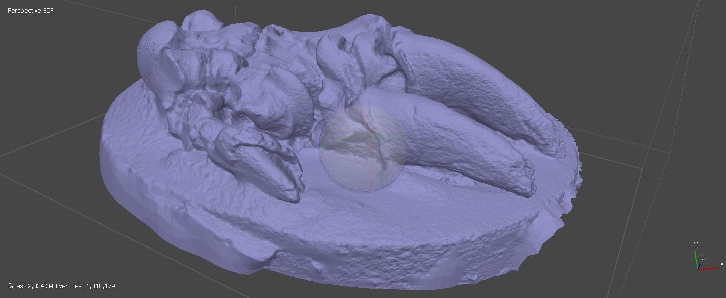 Digital reconstruction of the forelimb of <Glossotherium robustum>. Digital reconstruction of the forelimb of <Glossotherium robustum>.