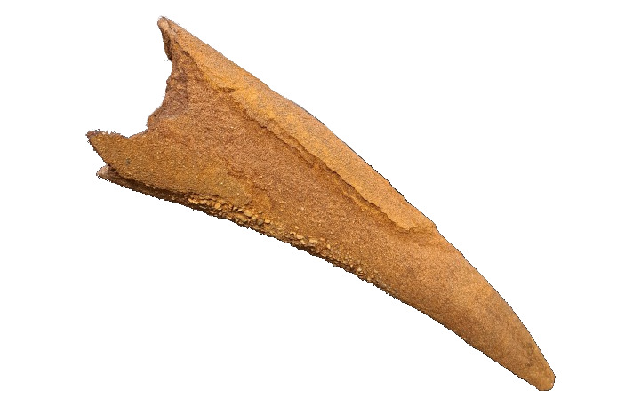 Fragment of a mammoth tusk. Fragment of a mammoth tusk.