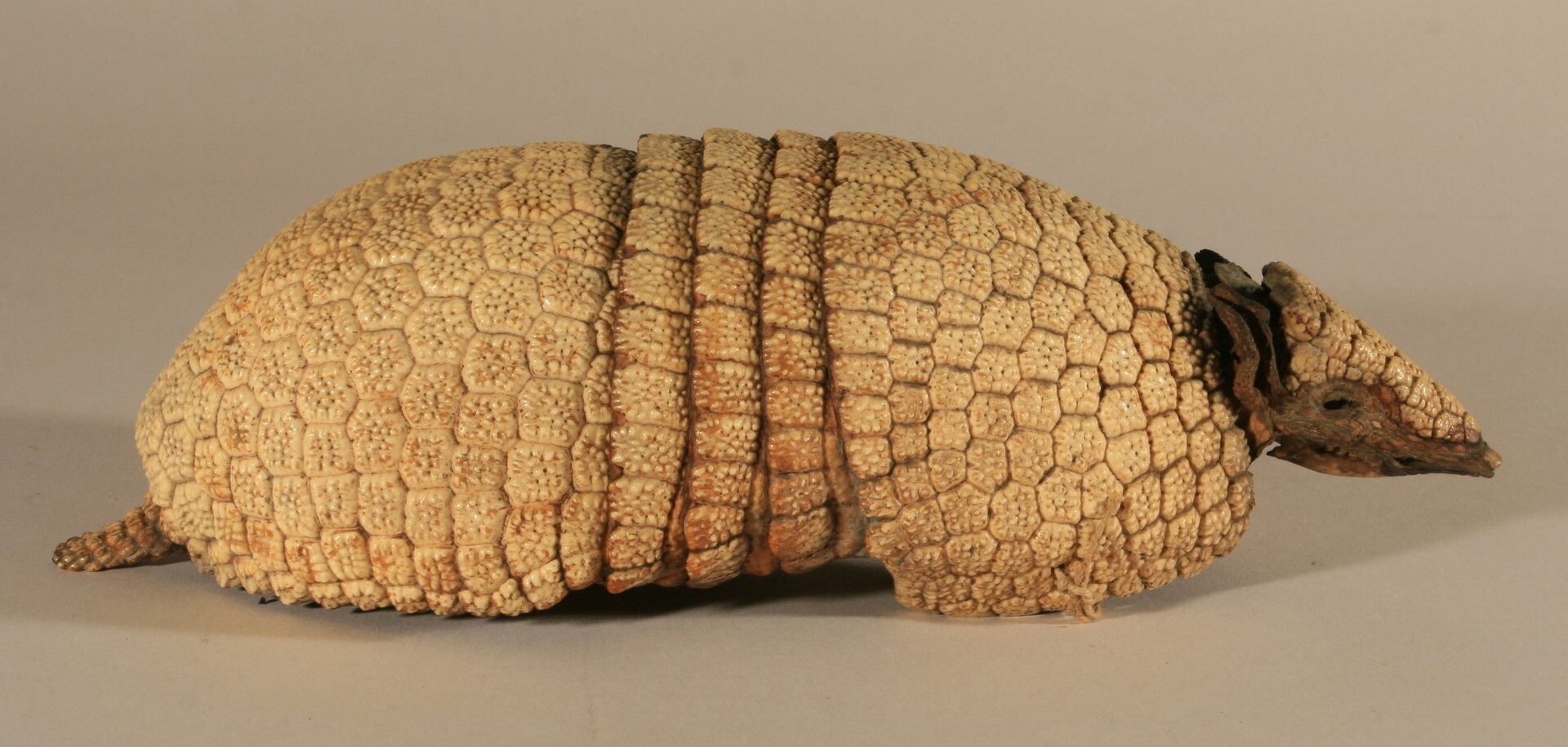 Three-banded armadillo (Tolypeutes matacus), Musée Vert – Musées du Mans. Three-banded armadillo (Tolypeutes matacus), Musée Vert – Musées du Mans.