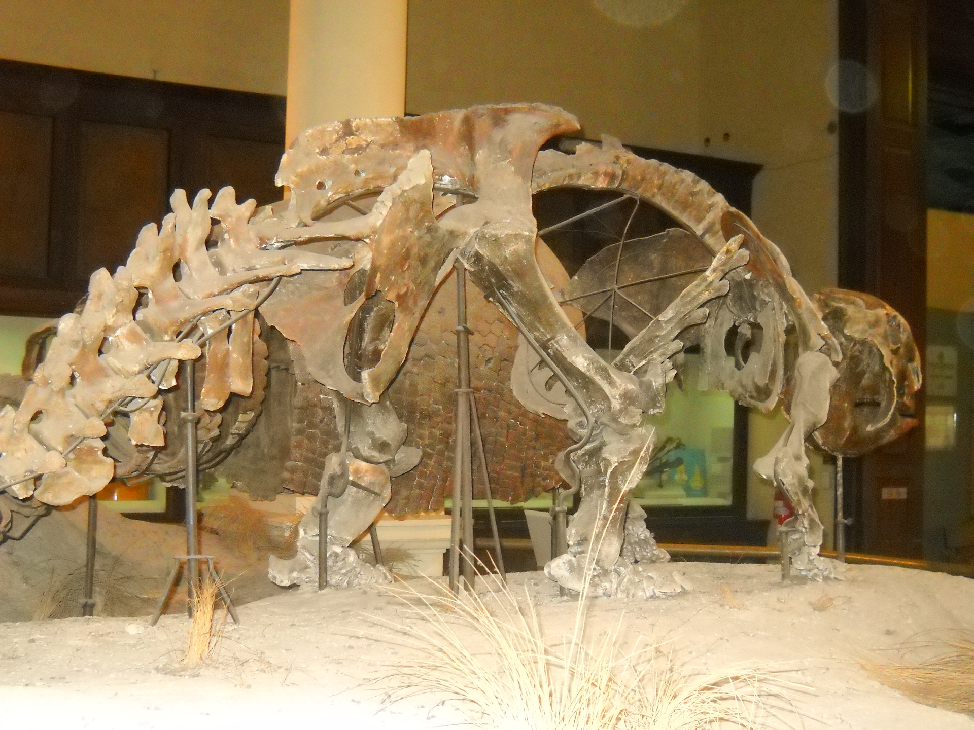 Skeleton of <Glyptodon> without shell, Museo de La Plata. Skeleton of <Glyptodon> without shell, Museo de La Plata.