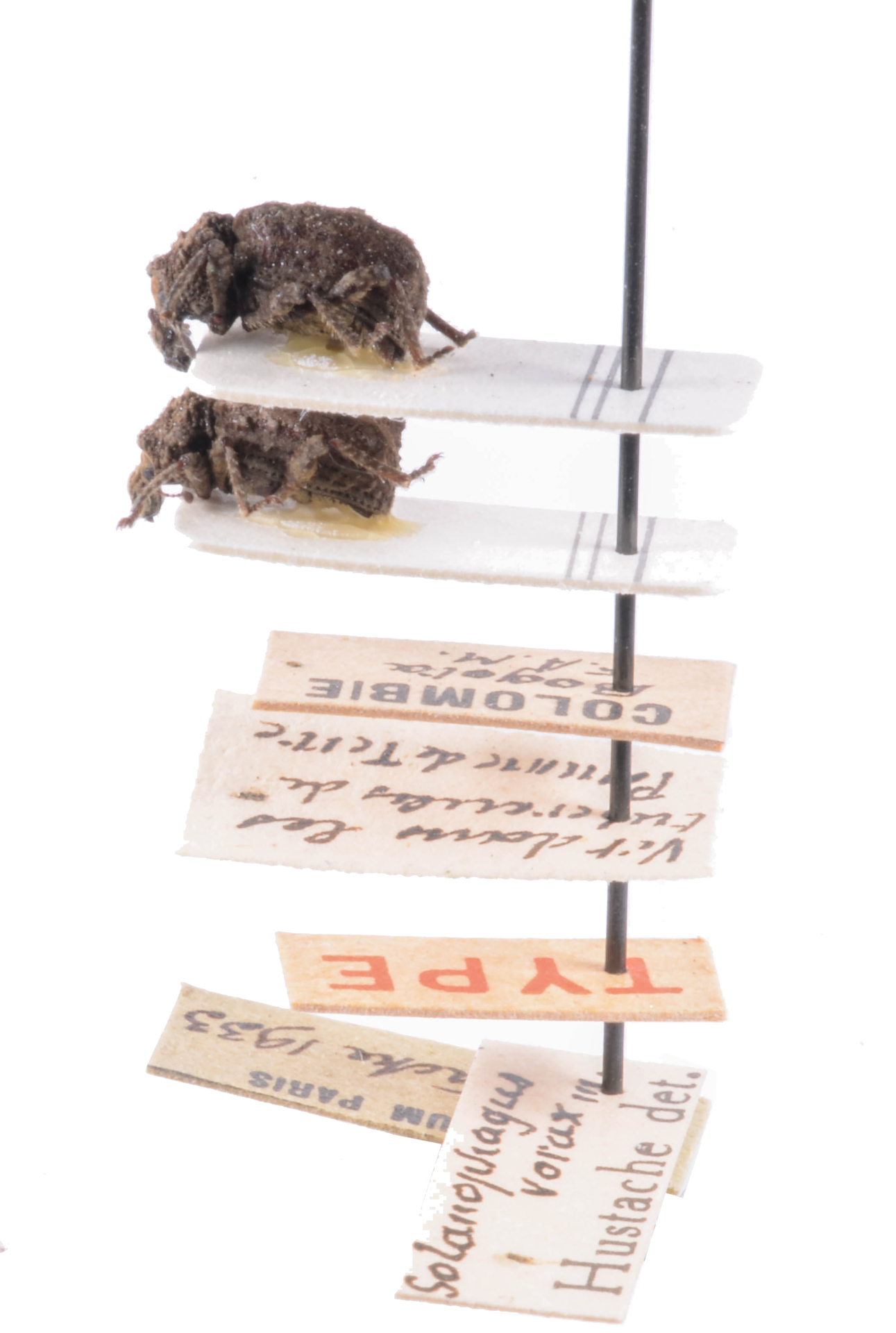 South American Potato Weevil at the Muséum national d’Histoire naturelle, Paris. South American Potato Weevil at the Muséum national d’Histoire naturelle, Paris.