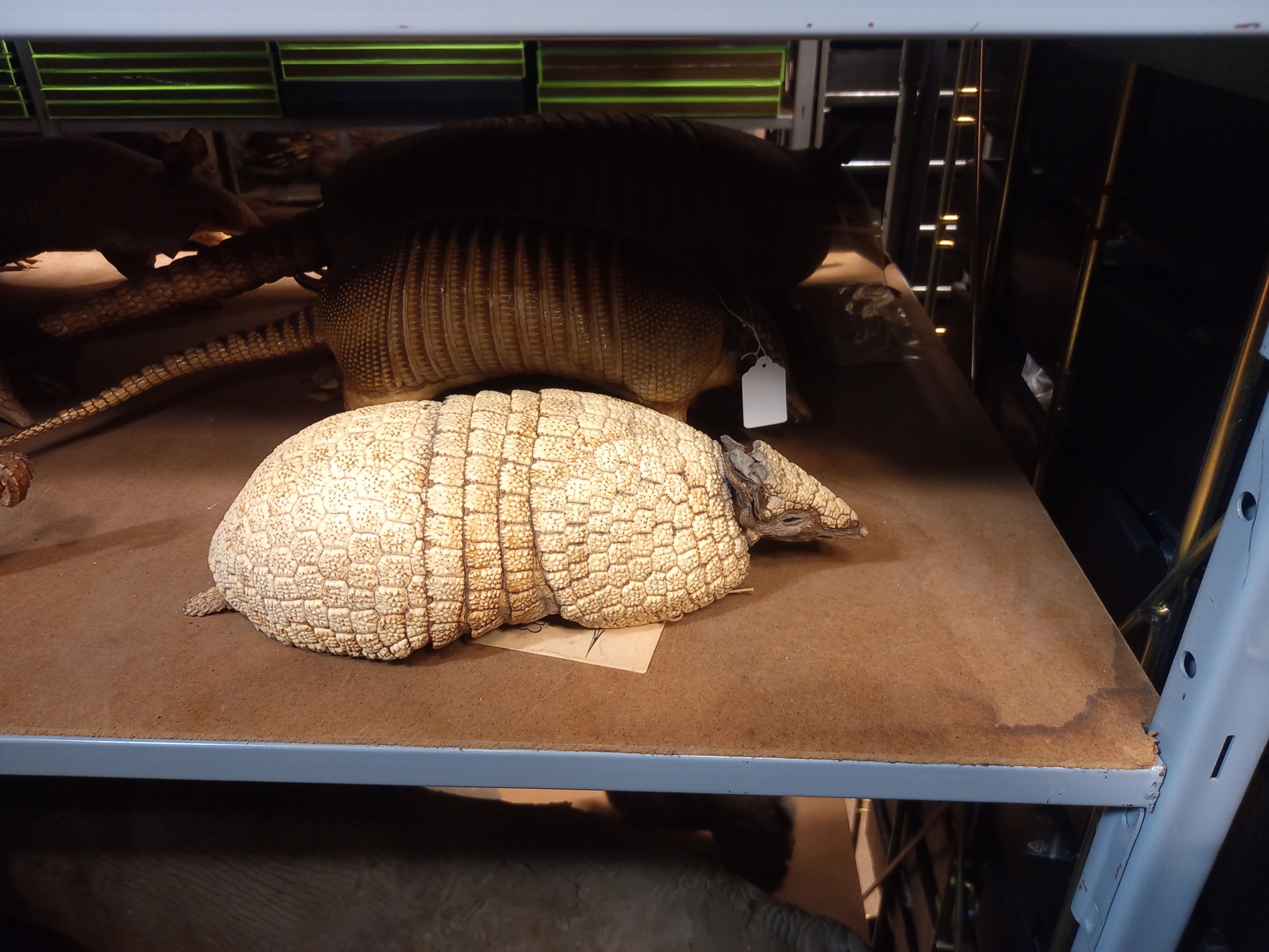 Three-banded armadillo (Tolypeutes matacus), Musée Vert – Musées du Mans. Three-banded armadillo (Tolypeutes matacus), Musée Vert – Musées du Mans.