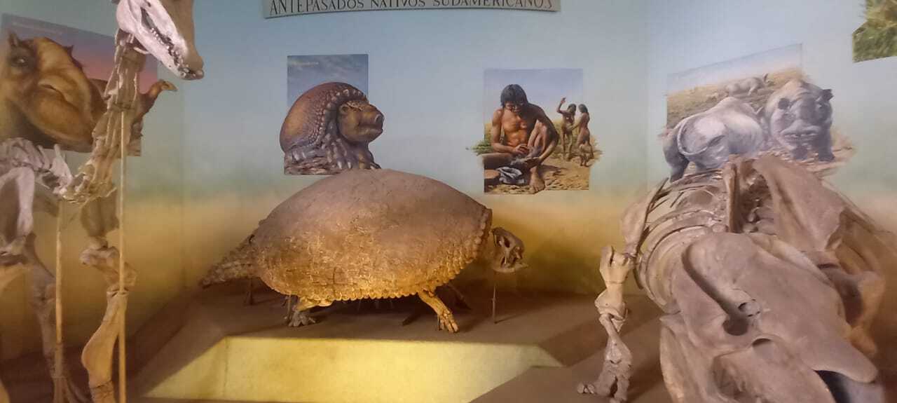 Skeletons of Glypotodontidae, a Subfamily of Extinct Mammals from South America, in the Museo de La Plata. Skeletons of Glypotodontidae, a Subfamily of Extinct Mammals from South America, in the Museo de La Plata.