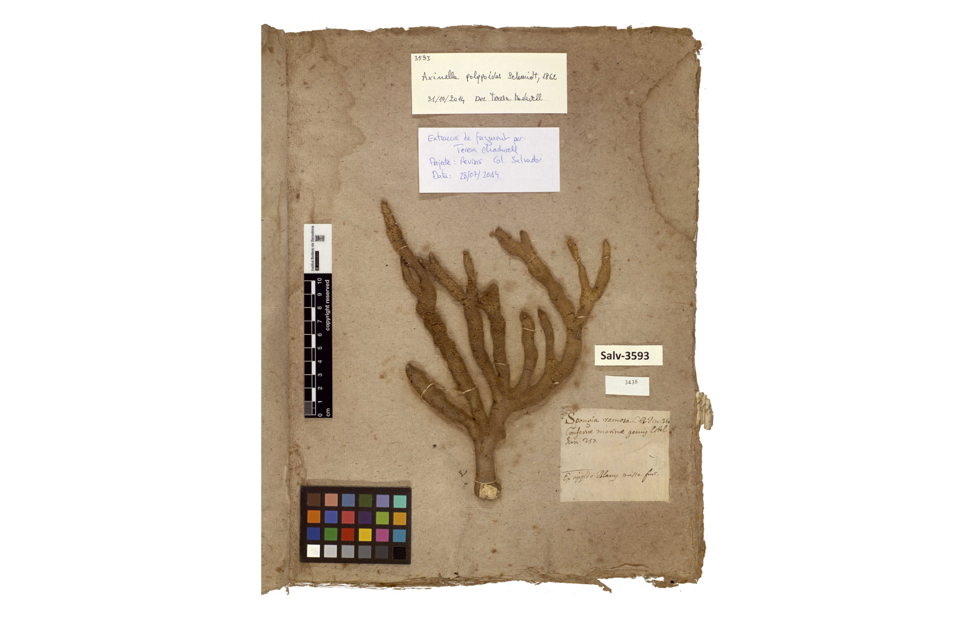 Corals preserved as herbarium sheet in the Collection of the Museu de Ciències Naturals de Barcelona, Salvador Collection. Corals preserved as herbarium sheet in the Collection of the Museu de Ciències Naturals de Barcelona, Salvador Collection.