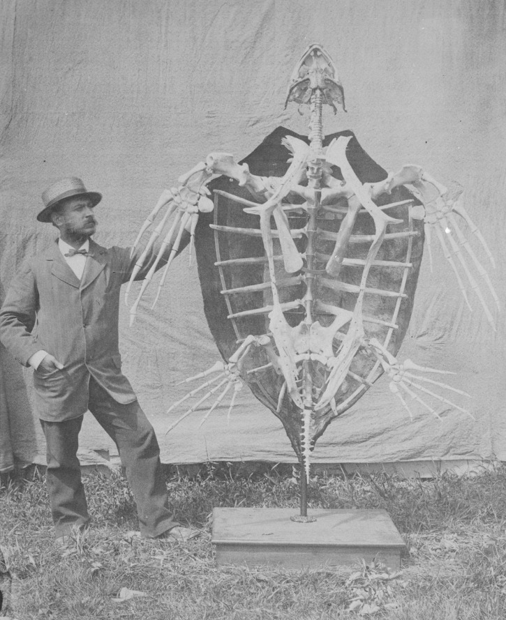 "Man standing with skeleton of sea turtle.", AW23 Ward (Henry Augustus) Papers (Rare Books, Special Collections and Preservation, River Campus Libraries, University of Rochester), Ward Project, accessed March 22nd, 2025, <https://wardproject.org/items/show/8533>. "Man standing with skeleton of sea turtle.", AW23 Ward (Henry Augustus) Papers (Rare Books, Special Collections and Preservation, River Campus Libraries, University of Rochester), Ward Project, accessed March 22nd, 2025, <https://wardproject.org/items/show/8533>.