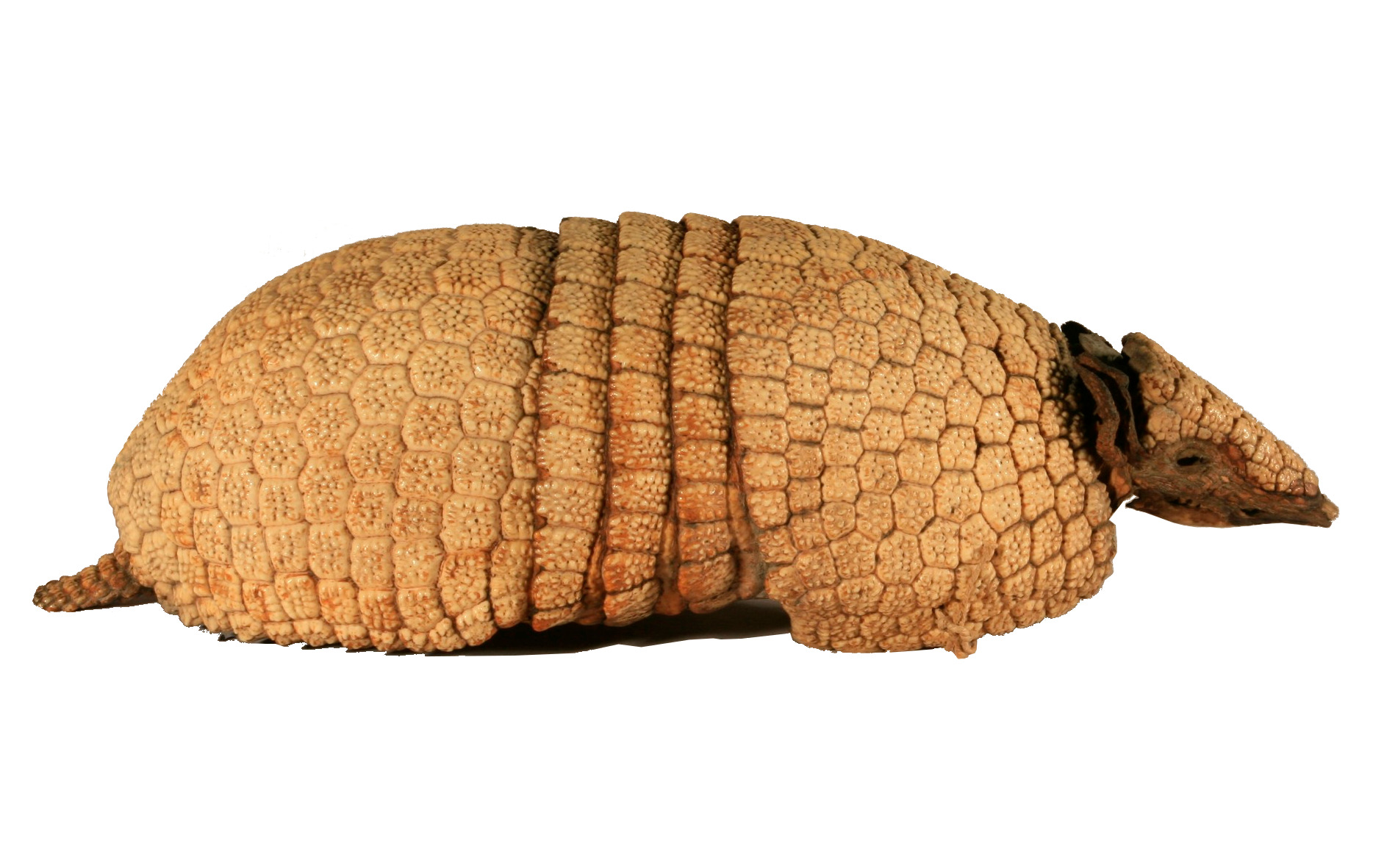 Three-banded armadillo (Tolypeutes matacus), Musée Vert – Musées du Mans. Three-banded armadillo (Tolypeutes matacus), Musée Vert – Musées du Mans.