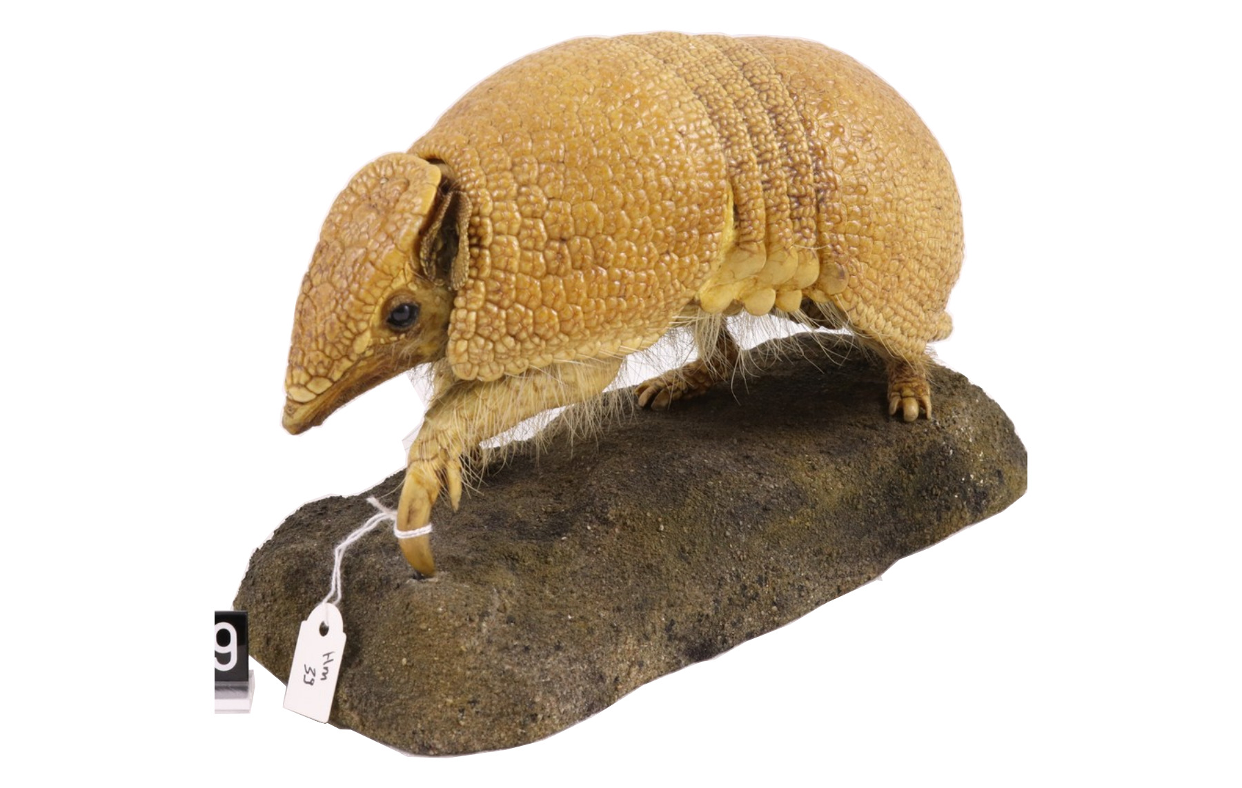 Southern three-banded armadillo. Southern three-banded armadillo.