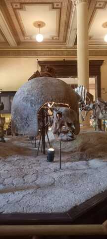 Skeletons of Glypotodontidae, a Subfamily of Extinct Mammals from South America, in the Museo de La Plata.
