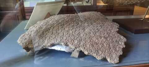 Shell of Glypotodontidae, a Subfamily of Extinct Mammals from South America, in the Museo de La Plata.