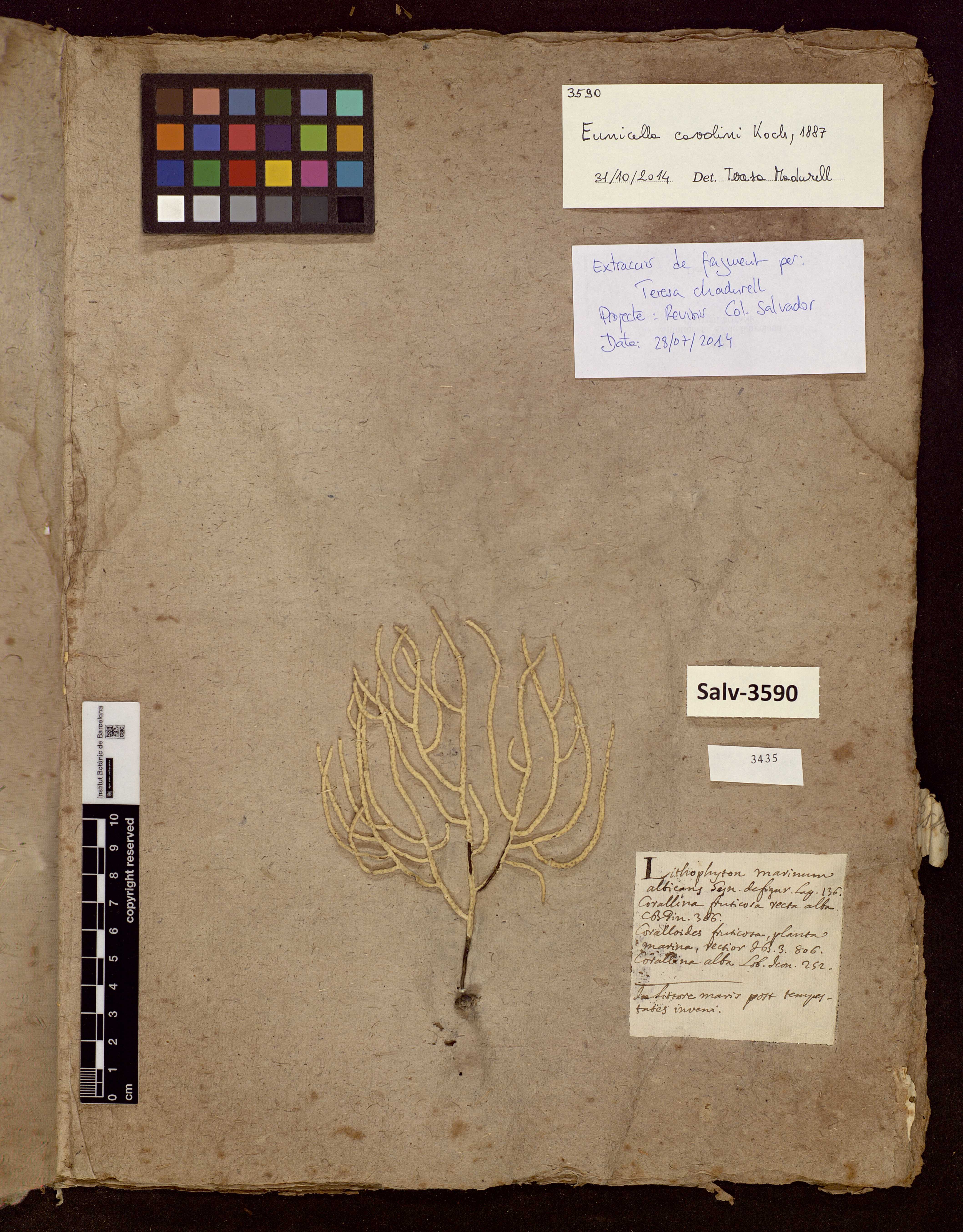 Corals preserved as herbarium sheet in the Collection of the Museu de Ciències Naturals de Barcelona, Salvador Collection.