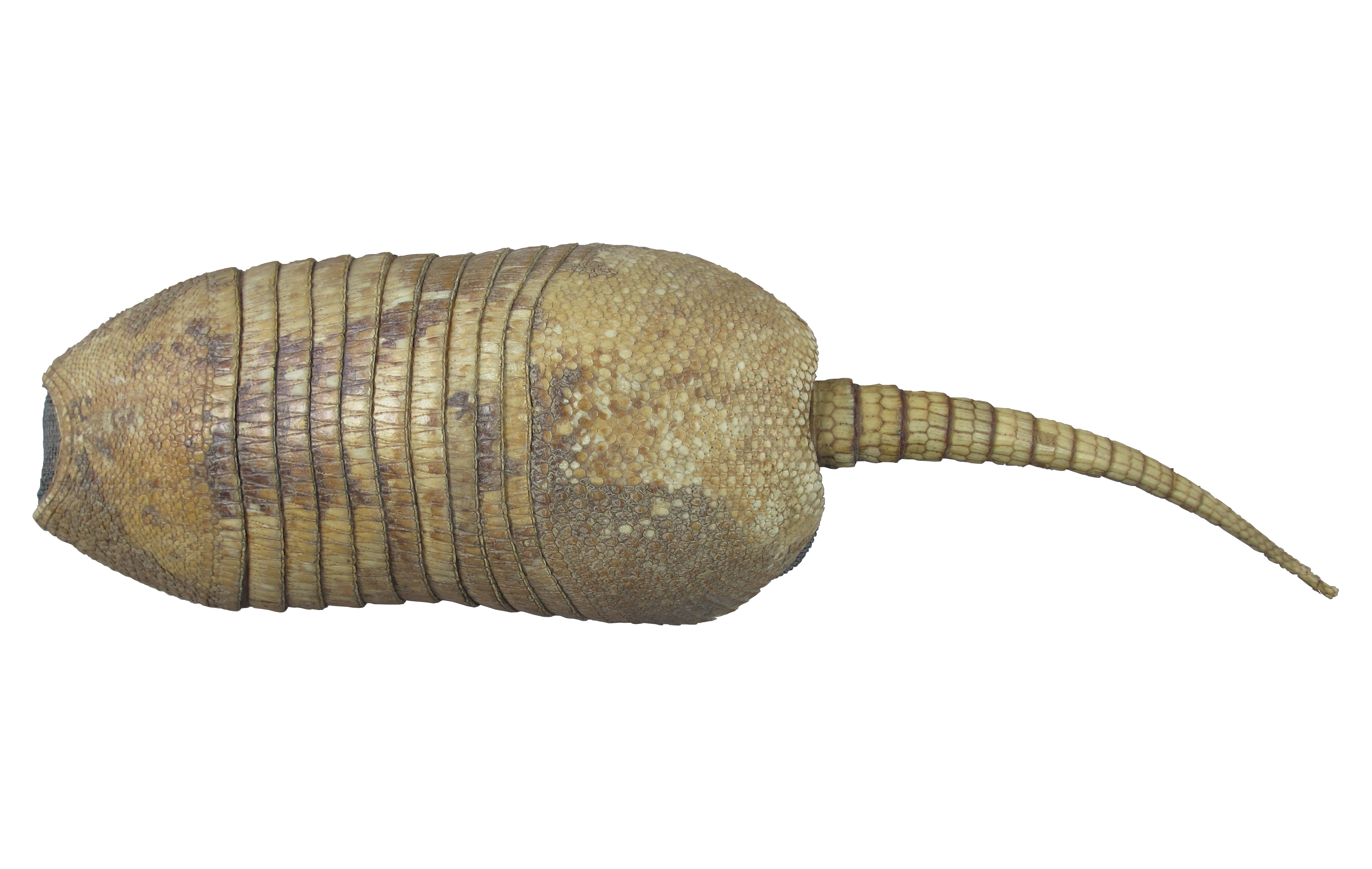 6_Armadillo_Salv2.png
