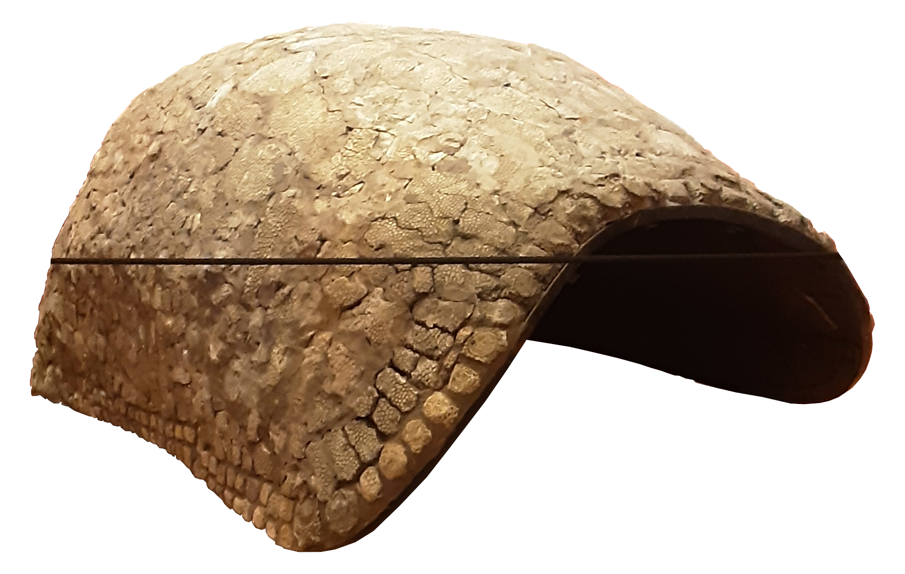 Shell of Glyptodon in the Museo Regionale Di Scienze Naturali, Turin.