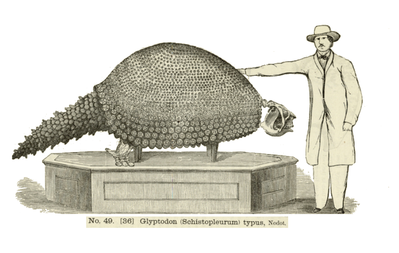 Ward’s Natural Science Establishment, “Catalogue of Human Skeletons, Human and Comparative Anatomical Models, Botanical Models, Buts and Masks”, Rochester (N.Y.), 1893.