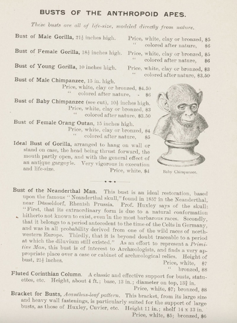 Ward’s Natural Science Establishment, “Catalogue of Human Skeletons, Human and Comparative Anatomical Models, Botanical Models, Buts and Masks”, Rochester (N.Y.), 1893.